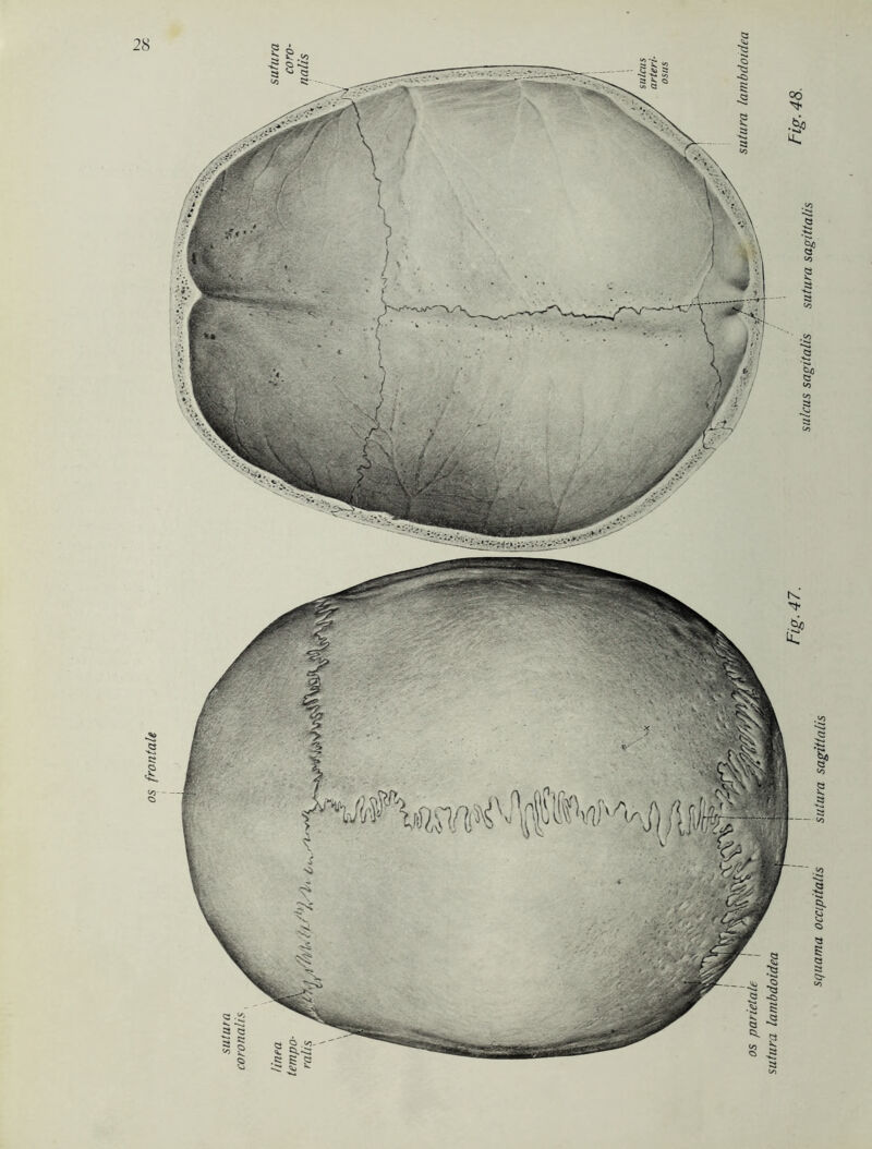 os frontale -S » ss ^ c S*--