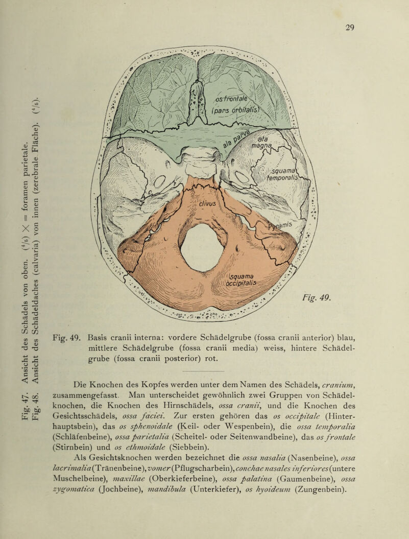 Fig. 47. Ansicht des Schädels von oben. (4/5) X = foramen parietale. Fig. 48. Ansicht des Schädeldaches (calvaria) von innen (zerebrale Fläche). (4/&). Fig. 49. Basis cranii interna: vordere Schädelgrube (fossa cranii anterior) blau, mittlere Schädelgrube (fossa cranii media) weiss, hintere Schädel- grube (fossa cranii posterior) rot. Die Knochen des Kopfes werden unter dem Namen des Schädels, cranium,, zusammengefasst. Man unterscheidet gewöhnlich zwei Gruppen von Schädel- knochen, die Knochen des Hirnschädels, ossa cranii, und die Knochen des Gesichtsschädels, ossa faciei. Zur ersten gehören das os occipitale (Hinter- hauptsbein), das os sphenoidale (Keil- oder Wespenbein), die ossa temporalia (Schläfenbeine), ossaparietalia (Scheitel- oder Seitenwandbeine), das os frontale (Stirnbein) und os ethmoidale (Siebbein). Als Gesichtsknochen werden bezeichnet die ossa nasalia (Nasenbeine), ossa /«crfwa/zVr (Tränenbeine), vomer (Pflugscharbein), conchae nasales inferiores (unter e Muschelbeine), maxillae (Oberkieferbeine), ossa palatina (Gaumenbeine), ossa zyg'omatica (Jochbeine), mandibula (Unterkiefer), os hyoideum (Zungenbein).