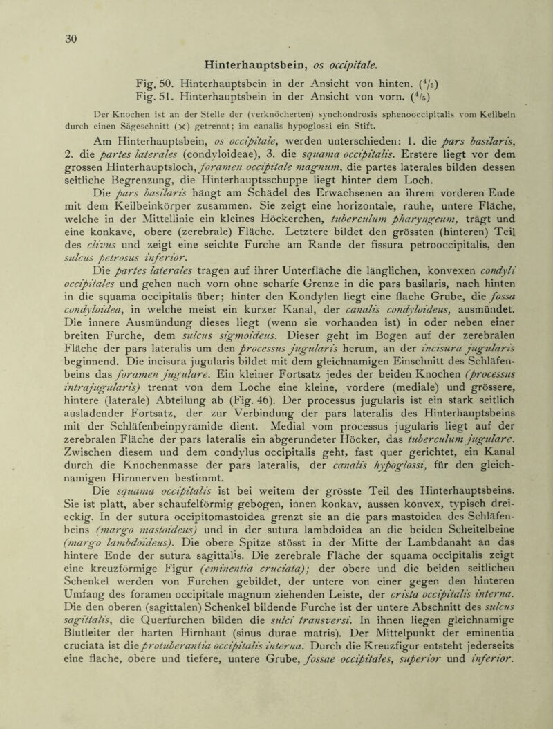 Hinterhauptsbein, os occipitale. Fig. 50. Hinterhauptsbein in der Ansicht von hinten. (4/6) Fig. 51. Hinterhauptsbein in der Ansicht von vorn. (4/5) Der Knochen ist an der Stelle der (verknöcherten) synchondrosis sphenooccipitalis vom Keilbein durch einen Sägeschnitt (X) getrennt; im canalis hypoglossi ein Stift. Am Hinterhauptsbein, os occipitale, werden unterschieden: 1. die pars basilaris, 2. die partes laterales (condyloideae), 3. die squama occipitalis. Erstere liegt vor dem grossen Hinterhauptsloch, forame?i occipitale magnum, die partes laterales bilden dessen seitliche Begrenzung, die Hinterhauptsschuppe liegt hinter dem Loch. Die pars basilaris hängt am Schädel des Erwachsenen an ihrem vorderen Ende mit dem Keilbeinkörper zusammen. Sie zeigt eine horizontale, rauhe, untere Fläche, welche in der Mittellinie ein kleines Höckerchen, tuberculum pharyngeum, trägt und eine konkave, obere (zerebrale) Fläche. Letztere bildet den grössten (hinteren) Teil des clivus und zeigt eine seichte Furche am Rande der fissura petrooccipitalis, den sulcus petrosus inferior. Die partes laterales tragen auf ihrer Unterfläche die länglichen, konvexen condyli occipitales und gehen nach vorn ohne scharfe Grenze in die pars basilaris, nach hinten in die squama occipitalis über; hinter den Kondylen liegt eine flache Grube, die fossa condyloidea, in welche meist ein kurzer Kanal, der canalis condyloideus, ausmündet. Die innere Ausmündung dieses liegt (wenn sie vorhanden ist) in oder neben einer breiten Furche, dem sulcus sigmoideus. Dieser geht im Bogen auf der zerebralen Fläche der pars lateralis um den processus jugularis herum, an der incisura jugularis beginnend. Die incisura jugularis bildet mit dem gleichnamigen Einschnitt des Schläfen- beins das foratnen jugulare. Ein kleiner Fortsatz jedes der beiden Knochen (processus intrajugularis) trennt von dem Loche eine kleine, vordere (mediale) und grössere, hintere (laterale) Abteilung ab (Fig. 46). Der processus jugularis ist ein stark seitlich ausladender Fortsatz, der zur Verbindung der pars lateralis des Hinterhauptsbeins mit der Schläfenbeinpyramide dient. Medial vom processus jugularis liegt auf der zerebralen Fläche der pars lateralis ein abgerundeter Höcker, das tuberculum jugulare. Zwischen diesem und dem condylus occipitalis geht, fast quer gerichtet, ein Kanal durch die Knochenmasse der pars lateralis, der canalis hypoglossi, für den gleich- namigen Hirnnerven bestimmt. Die squama occipitalis ist bei weitem der grösste Teil des Hinterhauptsbeins. Sie ist platt, aber schaufelförmig gebogen, innen konkav, aussen konvex, typisch drei- eckig. In der sutura occipitomastoidea grenzt sie an die pars mastoidea des Schläfen- beins (margo mastoideus) und in der sutura lambdoidea an die beiden Scheitelbeine (margo lambdoideus). Die obere Spitze stösst in der Mitte der Lambdanaht an das hintere Ende der sutura sagittafls. Die zerebrale Fläche der squama occipitalis zeigt eine kreuzförmige Figur (eminentia cruciata); der obere und die beiden seitlichen Schenkel werden von Furchen gebildet, der untere von einer gegen den hinteren Umfang des foramen occipitale magnum ziehenden Leiste, der crista occipitalis interna. Die den oberen (sagittalen) Schenkel bildende Furche ist der untere Abschnitt des sulcus sagittalis, die Querfurchen bilden die sulci transversi. In ihnen liegen gleichnamige Blutleiter der harten Hirnhaut (sinus durae matris). Der Mittelpunkt der eminentia cruciata ist ditprotuberantia occipitalis interna. Durch die Kreuzfigur entsteht jederseits eine flache, obere und tiefere, untere Grube, fossae occipitales, superior und inferior.