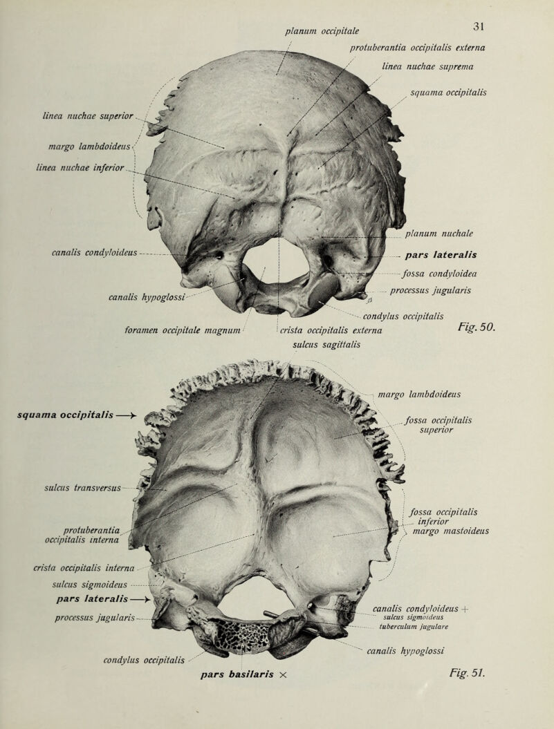 •2 1 planum occipitale protuberantia occipitalis externa linea nuchae suprema linea nuchae superior. margo lambdoideus ( linea nuchae inferior squama occipitalis canalis condyloideus canalis hypoglossi- foramen occipitale magnum planum nuchale — pars lateralis fossa condyloidea processus jugu/aris - condylus occipitalis crista occipitalis externa sulcus sagittalis Fig. 50. squama occipitalis sulcus trans versus — margo lambdoideus ... fossa occipitalis superior protuberantia occipitalis interna crista occipitalis interna sulcus sigmoideus pars lateralis processus jugularis — canalis hypoglossi fossa occipitalis inferior margo mastoideus canalis condyloideus + sulcus sigmoideus tuberculum jugulare condylus occipitalis