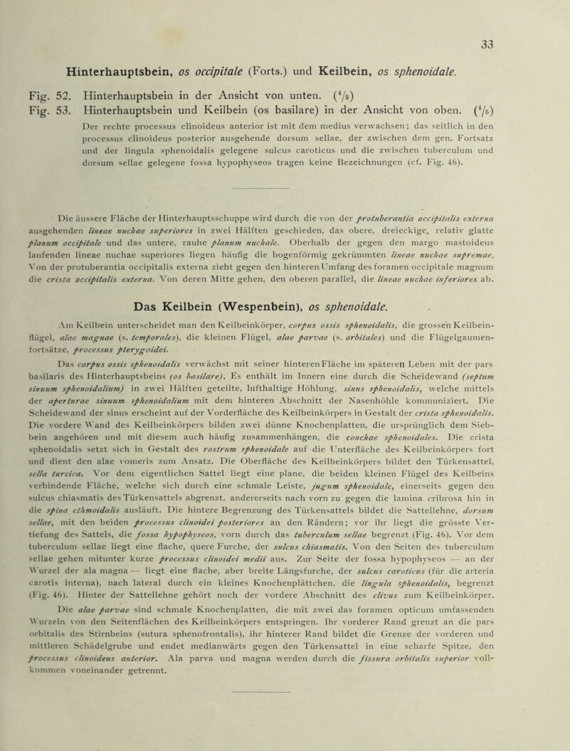 Hinterhauptsbein, os occipitale (Forts.) und Keilbein, os sphenoidale. Fig. 52. Hinterhauptsbein in der Ansicht von unten. (4/e) Fig. 53. Hinterhauptsbein und Keilbein (os basilare) in der Ansicht von oben. (4/b) Der rechte processus clinoideus anterior ist mit dem medius verwachsen; das seitlich in den processus clinoideus posterior ausgehende dorsum sellae, der zwischen dem gen. Fortsatz und der lingula sphenoidalis gelegene sulcus caroticus und die zwischen tuberculum und dorsum sellae gelegene fossa hypophyseos tragen keine Bezeichnungen (cf. Fig. 46). Die äussere Fläche der Hinterhauptsschuppe wird durch die von der protuberantia occipitalis externa ausgehenden lineae nuchae superiores in zwei Hälften geschieden, das obere, dreieckige, relativ glatte planum occipitale und das untere, rauhe planum nuchale. Oberhalb der gegen den margo mastoideus laufenden lineae nuchae superiores liegen häufig die bogenförmig gekrümmten lineae nuchae supremae. Von der protuberantia occipitalis externa zieht gegen den hinteren Umfang desforamen occipitale magnum die crista occipitalis externa. Von deren Mitte gehen, den oberen parallel, die lineae nuchae inferiores ab. Das Keilbein (Wespenbein), os sphenoidale. Am Keilbein unterscheidet man den Keilbeinkörper, corpus ossis sphenoidalis, die grossen Keilbein- flügel, alac magnae (s. temporales), die kleinen Flügel, alae parvae (s. orbitales) und die Flügelgaumen- fortsätze. processus pterygoidei. Das corpus ossis sphenoidalis verwächst mit seiner hinteren Fläche im späteren Leben mit der pars basilaris des Hinterhauptsbeins (os basilare). Es enthält im Innern eine durch die Scheidewand (septum sinuum sphenoidalium) in zwei Hälften geteilte, lufthaltige Höhlung, sinus sphenoidalis, welche mittels der aperturae sinuum sphenoidalium mit dem hinteren Abschnitt der Nasenhöhle kommuniziert. Die Scheidewand der sinus erscheint auf der Vorderfläche des Keilbeinkörpers in Gestalt der crista sphenoidalis. Die vordere Wand des Keilbeinkörpers bilden zwei dünne Knochenplatten, die ursprünglich dem Sieb- bein angehören und mit diesem auch häufig Zusammenhängen, die conchae sphcnoidales. Die crista sphenoidalis setzt sich in Gestalt des rostrum sphenoidale auf die Unterfläche des Keilbeinkörpers fort und dient den alae vomeris zum Ansatz. Die Oberfläche des Keilbeinkörpers bildet den Türkensattel, sel/a turcica. Vor dem eigentlichen Sattel liegt eine plane, die beiden kleinen Flügel des Keilbeins verbindende Fläche, welche sich durch eine schmale Leiste, jugum sphenoidale, einerseits gegen den sulcus chiasmatis des Türkensattels abgrenzt, andererseits nach vorn zu gegen die lamina eribrosa hin in die spina cthmoidalis ausläuft. Die hintere Begrenzung des Türkensattels bildet die Sattellehne, dorsum sellae, mit den beiden processus clinoidei posteriores an den Rändern; vor ihr liegt die grösste Ver- tiefung des Sattels, die fossa hypophyseos, vorn durch das tuberculum sellae begrenzt (Fig. 46). Vor dem tuberculum sellae liegt eine flache, quere Furche, der sulcus chiasmatis. Von den Seiten des tuberculum sellae gehen mitunter kurze processus clinoidei medii aus. Zur Seite der fossa hvpophvseos — an der Wurzel der ala magna — liegt eine flache, aber breite Längsfurche, der sulcus caroticus (für die arteria carotis interna), nach lateral durch ein kleines Knochenplättchen, die lingula sphenoidalis, begrenzt (Fig. 46). Hinter der Sattellehne gehört noch der vordere Abschnitt des clivus zum Keilbeinkörper. Die alae parvae sind schmale Knochenplatten, die mit zwei das foramen opticum umfassenden Wurzeln von den Seitenflächen des Keilbeinkörpers entspringen. Ihr vorderer Rand grenzt an die pars orbitalis des Stirnbeins (sutura sphenofrontalis), ihr hinterer Rand bildet die Grenze der vorderen und mittleren Schädelgrube und endet medianwärts gegen den Türkensattel in eine scharfe Spitze, den processus clinoideus anterior. Ala parva und magna werden durch die fissura orbitalis Superior voll- kommen voneinander getrennt.