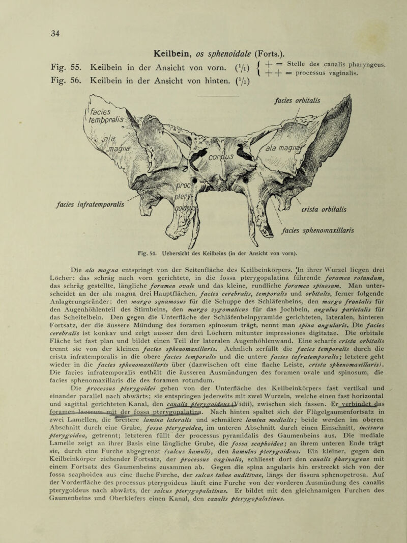 Keilbein, os sphenoidale (Forts.). Fig. 55. Keilbein in der Ansicht von vorn. (Vi) [ + = Steüe deS c™alis ' 1-|—\- = processus vaginalis. Fig. 56. Keilbein in der Ansicht von hinten. (Yi) Fig. 54. Uebersicht des Keilbeins (in der Ansicht von vorn). Die ala magna entspringt von der Seitenfläche des Keilbeinkörpers. |In ihrer Wurzel liegen drei Löcher: das schräg nach vorn gerichtete, in die fossa pterygopalatina führende foramen rotundum, das schräg gestellte, längliche foramen ovale und das kleine, rundliche foramen spinosum. Man unter- scheidet an der ala magna drei Hauptflächen, facies cerebralis, temporalis und orbitalis, ferner folgende Anlagerungsränder: den margo squamosus für die Schuppe des Schläfenbeins, den margo fronlalis für den Augenhöhlenteil des Stirnbeins, den margo zygomaticus für das Jochbein, angulus parietalis für das Scheitelbein. Den gegen die Unterfläche der Schläfenbeinpyramide gerichteten, lateralen, hinteren Fortsatz, der die äussere Mündung des foramen spinosum trägt, nennt man spina angularis. Die facies cerebralis ist konkav und zeigt ausser den drei Löchern mitunter impressiones digitatae. Die orbitale Fläche ist fast plan und bildet einen Teil der lateralen Augenhöhlenvvand. Eine scharfe crisla orbitalis trennt sie von der kleinen facies sphenomaxillaris. Aehnlich zerfällt die facies temporalis durch die crista infratemporalis in die obere facies temporalis und die untere facies infratemporalis; letztere geht wieder in die facies sphenomaxillaris über (dazwischen oft eine flache Leiste, crista sphenomaxillaris). Die facies infratemporalis enthält die äusseren Ausmündungen des foramen ovale und spinosum, die facies sphenomaxillaris die des foramen rotundum. Die processus pterygoidei gehen von der Unterfläche des Keilbeinkörpers fast vertikal und einander parallel nach abwärts; sie entspringen jederseits mit zwei Wurzeln, welche einen fast horizontal und sagittal gerichteten Kanal, den canalis -titervirnirfevs t ViHiik zwischen sich fassen. Fr verbindet das fr.rfimPn mit~„der fossa pterygonalatina. Nach hinten spaltet sich der Flügelgaumenfortsatz in zwei Lamellen, die Dreitere lamina lateralis und schmälere lamina medialis; beide werden im oberen Abschnitt durch eine Grube, fossa pterygoidea, im unteren Abschnitt durch einen Einschnitt, incisura pterygoidea, getrennt; letzteren füllt der processus pyramidalis des Gaumenbeins aus. Die mediale Lamelle zeigt an ihrer Basis eine längliche Grube, die fossa scaphoidea; an ihrem unteren Ende trägt sie, durch eine Furche abgegrenzt (sulcus hamuli), den hamulus pterygoideus. Ein kleiner, gegen den Keilbeinkörper ziehender Fortsatz, der processus vaginalis, schliesst dort den canalis pharyngeus mit einem Fortsatz des Gaumenbeins zusammen ab. Gegen die spina angularis hin erstreckt sich von der fossa scaphoidea aus eine flache Furche, der sulcus tubae auditivae, längs der fissura sphenopetrosa. Auf der Vorderfläche des processus pterygoideus läuft eine Furche von der vorderen Ausmündung des canalis pterygoideus nach abwärts, der sulcus pterygopalatinus. Er bildet mit den gleichnamigen Furchen des Gaumenbeins und Oberkiefers einen Kanal, den canalis pterygopalatinus.