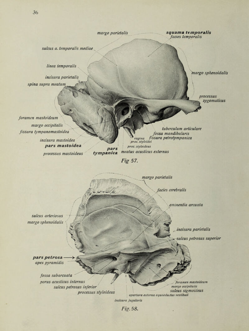 foramen mastoideum margo occipitalis fissura tympanomastoidea margo parietalis sulcus a. temporalis mediae linea temporalis incisura parietalis spina supra meatum squama temporalis facies temporalis processus zygomaticus margo sphenoidalis incisura mastoidea pars mastoidea processus mastoideus pars tympanica tuberculum articulare fossa mandibularis Vagina fissura petrotympamca proc. styloidei proc. styloideus meatus acusticus externus Fig 57. margo parietalis facies cerebralis '' \ eminentia arcuata ^ incisura parietalis petrosus superior pars petrosa apex pyramidis fossa subarcuata porus acusticus internus sulcus petrosus inferior processus styloideus foramen mastoideum margo occipitalis sulcus sigmoideus apertura externa aquaeductus vestibuli incisura jugularis Fig. 58. I sulcus arteriosus f~ margo sphenoidalis \