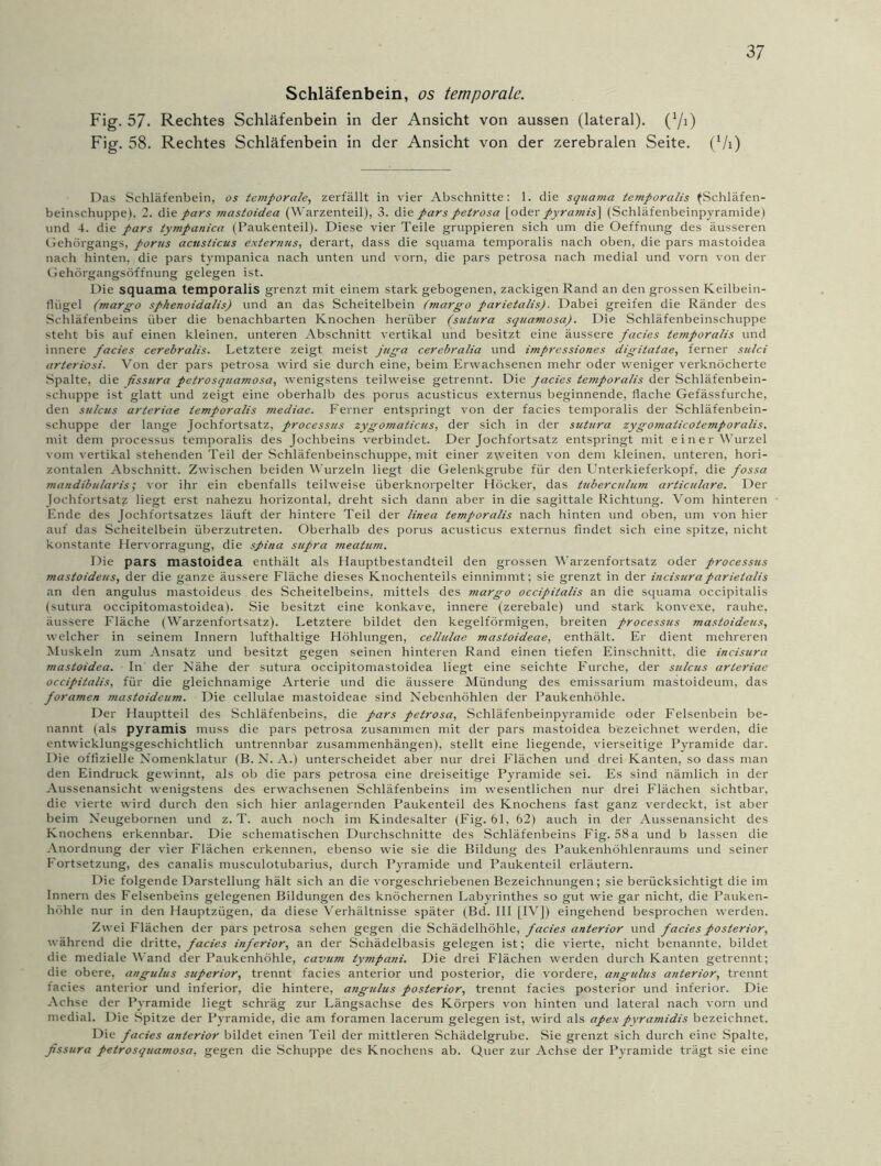 Schläfenbein, os temporale. Fig. 57. Rechtes Schläfenbein in der Ansicht von aussen (lateral). (*/i) Fig. 58. Rechtes Schläfenbein in der Ansicht von der zerebralen Seite. (7i) Das Schläfenbein, os temporale, zerfällt in vier Abschnitte: 1. die squarna temporalis (Schläfen- beinschuppe), 2. die pars mastoidea (Warzenteil), 3. die pars petrosa [oder pyramis] (Schläfenbeinpyramide) und 4. die pars tympanica (Paukenteil). Diese vier Teile gruppieren sich um die Oeffnung des äusseren Gehörgangs, porus acusticus externus, derart, dass die squarna temporalis nach oben, die pars mastoidea nach hinten, die pars tympanica nach unten und vorn, die pars petrosa nach medial und vorn von der Gehörgangsöffnung gelegen ist. Die squama temporalis grenzt mit einem stark gebogenen, zackigen Rand an den grossen Keilbein- Hügel (margo sphenoidalis) und an das Scheitelbein (margo parietalis). Dabei greifen die Ränder des Schläfenbeins über die benachbarten Knochen herüber (sutura squamosa). Die Schläfenbeinschuppe steht bis auf einen kleinen, unteren Abschnitt vertikal und besitzt eine äussere facies temporalis und innere facies cerebralis. Letztere zeigt meist juga cerebralia und impressiones digitatae, ferner sutei arteriosi. Von der pars petrosa wird sie durch eine, beim Erwachsenen mehr oder weniger verknöcherte Spalte, die fissura petrosquamosa, wenigstens teilweise getrennt. Die facies temporalis der Schläfenbein- schuppe ist glatt und zeigt eine oberhalb des porus acusticus externus beginnende, flache Gefässfurche, den sulcus arteriae temporalis mediae. Ferner entspringt von der facies temporalis der Schläfenbein- schuppe der lange Jochfortsatz, processus zygomaticus, der sich in der sutura zygomalicotemporalis. mit dem processus temporalis des Jochbeins verbindet. Der Jochfortsatz entspringt mit einer Wurzel vom vertikal stehenden Teil der Schläfenbeinschuppe, mit einer zweiten von dem kleinen, unteren, hori- zontalen Abschnitt. Zwischen beiden Wurzeln liegt die Gelenkgrube für den Unterkieferkopf, die fossa mandibularis 1 vor ihr ein ebenfalls teilweise überknorpelter Höcker, das tuberculum articulare. Der Jochfortsat? liegt erst nahezu horizontal, dreht sich dann aber in die sagittale Richtung. Vom hinteren Ende des Jochfortsatzes läuft der hintere Teil der linea temporalis nach hinten und oben, 11m von hier auf das Scheitelbein überzutreten. Oberhalb des porus acusticus externus findet sich eine spitze, nicht konstante Hervorragung, die spina supra meatum. Die pars mastoidea enthält als Hauptbestandteil den grossen Warzenfortsatz oder processus mastoideus, der die ganze äussere Fläche dieses Knochenteils einnimmt; sie grenzt in der incisuraparietalis an den angulus mastoideus des Scheitelbeins, mittels des margo occipitalis an die squama occipitalis (sutura occipitomastoidea). Sie besitzt eine konkave, innere (zerebale) und stark konvexe, rauhe, äussere Fläche (Warzenfortsatz). Letztere bildet den kegelförmigen, breiten processus mastoideus, welcher in seinem Innern lufthaltige Höhlungen, cellulae masloideae, enthält. Er dient mehreren Muskeln zum Ansatz und besitzt gegen seinen hinteren Rand einen tiefen Einschnitt, die incisura mastoidea. In' der Nähe der sutura occipitomastoidea liegt eine seichte Furche, der sulcus arteriae occipitalis, für die gleichnamige Arterie und die äussere Mündung des emissarium mastoideum, das foramen mastoideum. Die cellulae mastoideae sind Nebenhöhlen der Paukenhöhle. Der Hauptteil des Schläfenbeins, die pars petrosa, Schläfenbeinpyramide oder Felsenbein be- nannt (als pyramis muss die pars petrosa zusammen mit der pars mastoidea bezeichnet werden, die entwicklungsgeschichtlich untrennbar Zusammenhängen), stellt eine liegende, vierseitige Pyramide dar. Die offizielle Nomenklatur (B. N. A.) unterscheidet aber nur drei Flächen und drei Kanten, so dass man den Eindruck gewinnt, als ob die pars petrosa eine dreiseitige Pyramide sei. Es sind nämlich in der Aussenansicht wenigstens des erwachsenen Schläfenbeins im wesentlichen nur drei Flächen sichtbar, die vierte wird durch den sich hier anlagernden Paukenteil des Knochens fast ganz verdeckt, ist aber beim Neugebornen und z. T. auch noch im Kindesalter (Fig. 61, 62) auch in der Aussenansicht des Knochens erkennbar. Die schematischen Durchschnitte des Schläfenbeins Fig. 58a und b lassen die Anordnung der vier Flächen erkennen, ebenso wie sie die Bildung des Paukenhöhlenraums und seiner Fortsetzung, des canalis musculotubarius, durch Pyramide und Paukenteil erläutern. Die folgende Darstellung hält sich an die vorgeschriebenen Bezeichnungen; sie berücksichtigt die im Innern des Felsenbeins gelegenen Bildungen des knöchernen Labyrinthes so gut wie gar nicht, die Pauken- höhle nur in den Hauptzügen, da diese Verhältnisse später (Bd. III [IV]) eingehend besprochen werden. Zwei Flächen der pars petrosa sehen gegen die Schädelhöhle, facies anterior und facies posterior, während die dritte, facies inferior, an der Schädelbasis gelegen ist; die vierte, nicht benannte, bildet die mediale Wand der Paukenhöhle, cavum tympani. Die drei Flächen werden durch Kanten getrennt; die obere, angulus superior, trennt facies anterior und posterior, die vordere, angulus anterior, trennt facies anterior und inferior, die hintere, angulus posterior, trennt facies posterior und inferior. Die Achse der Pyramide liegt schräg zur Längsachse des Körpers von hinten und lateral nach vorn und medial. Die Spitze der Pyramide, die am foramen lacerum gelegen ist, wird als apex pyramidis bezeichnet. Die facies anterior bildet einen Teil der mittleren Schädelgrube. Sie grenzt sich durch eine Spalte, fissura petrosquamosa, gegen die Schuppe des Knochens ab. Quer zur Achse der Pyramide trägt sie eine