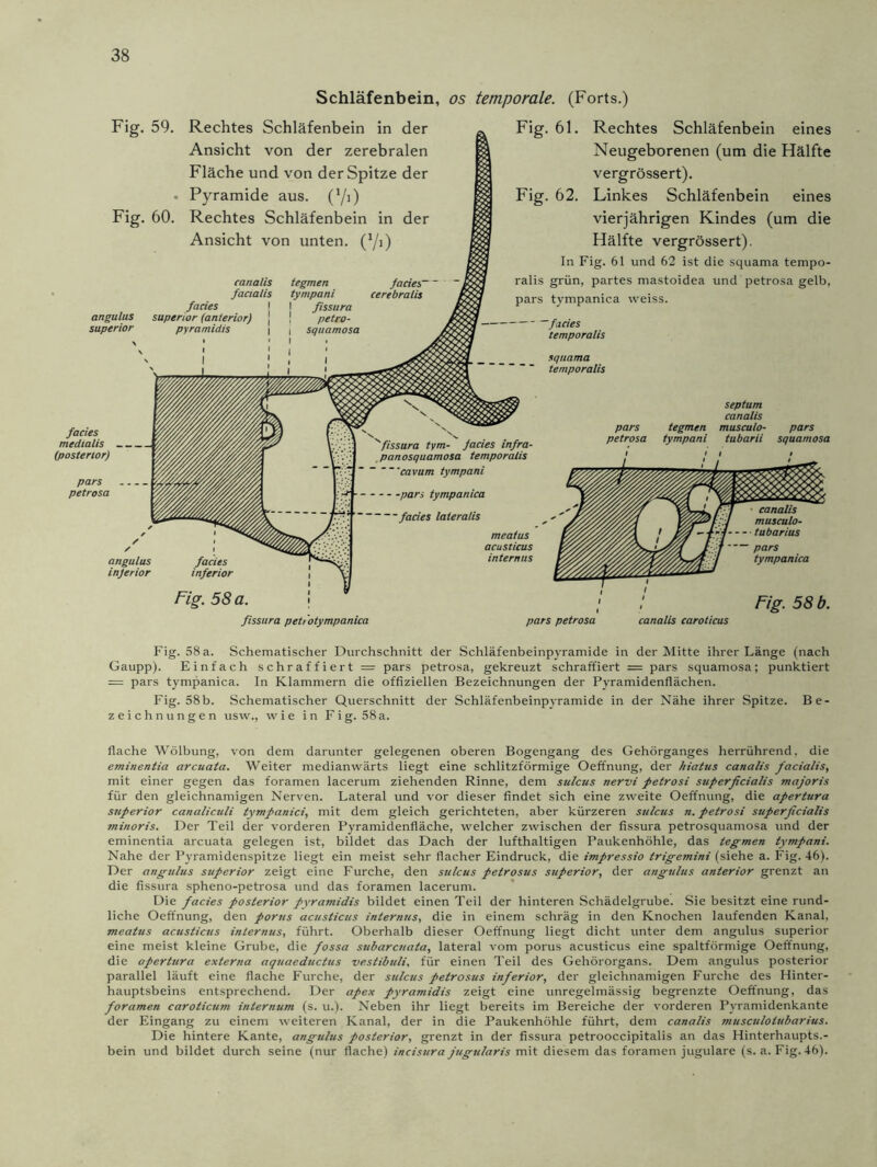 Schläfenbein, Fig. 59. Rechtes Schläfenbein in der Ansicht von der zerebralen Fläche und von der Spitze der . Pyramide aus. (!/j) Fig. 60. Rechtes Schläfenbein in der Ansicht von unten, ('/i) facies angulus superior (anterior) superior pyramidis facies medialis (posterior) pars petrosa angulus injerior os temporale. (Forts.) Fig. 61. Rechtes Schläfenbein eines Neugeborenen (um die Hälfte vergrössert). Linkes Schläfenbein eines vierjährigen Kindes (um die Hälfte vergrössert). In Fig. 61 und 62 ist die squama tempo- ralis grün, partes mastoidea und petrosa gelb, pars tympanica weiss. septum canalis pars tegmen musculo- pars petrosa tympani tubarii squantosa ■pars tympanica facies lateralis meatus acusticus internus Fig. 58 a fissura pettotympanica pars petrosa canalis caroticus pars tympanica Fig. 58 b. Fig. 58 a. Schematischer Durchschnitt der Schläfenbeinpyramide in der Mitte ihrer Länge (nach Gaupp). Einfach schraffiert = pars petrosa, gekreuzt schraffiert = pars squamosa; punktiert = pars tympanica. In Klammern die offiziellen Bezeichnungen der Pyramidenflächen. Fig. 58b. Schematischer Querschnitt der Schläfenbeinpyramide in der Nähe ihrer Spitze. Be- zeichnungen usw., wie in Fig. 58a. flache Wölbung, von dem darunter gelegenen oberen Bogengang des Gehörganges herrührend, die eminentia arcuata. Weiter medianwärts liegt eine schlitzförmige Oeffnung, der hiatus canalis facialis, mit einer gegen das foramen lacerum ziehenden Rinne, dem sulcus nervi petrosi superficialis majoris für den gleichnamigen Nerven. Lateral und vor dieser findet sich eine zweite Oeffnung, die apertura superior canaliculi tympanici, mit dem gleich gerichteten, aber kürzeren sulcus n. petrosi superficialis minoris. Der Teil der vorderen Pyramidenfläche, welcher zwischen der fissura petrosquamosa und der eminentia arcuata gelegen ist, bildet das Dach der lufthaltigen Paukenhöhle, das tegmen tympani. Nahe der Pyramidenspitze liegt ein meist sehr flacher Eindruck, die impressio trigemini (siehe a. Fig. 46). Der angulus superior zeigt eine Furche, den sulcus petrosus superior, der angulus anterior grenzt an die fissura spheno-petrosa und das foramen lacerum. Die facies posterior pyramidis bildet einen Teil der hinteren Schädelgrube. Sie besitzt eine rund- liche Oeffnung, den porus acusticus internus, die in einem schräg in den Knochen laufenden Kanal, meatus acusticus internus, führt. Oberhalb dieser Oeffnung liegt dicht unter dem angulus superior eine meist kleine Grube, die fossa subarcuata, lateral vom porus acusticus eine spaltförmige Oeffnung, die apertura externa aquaeductus vestibuli, für einen Teil des Gehörorgans. Dem angulus posterior parallel läuft eine flache Furche, der sulcus petrosus inferior, der gleichnamigen Furche des Hinter- hauptsbeins entsprechend. Der apex pyramidis zeigt eine unregelmässig begrenzte Oeffnung, das foramen caroticum internum (s. u.). Neben ihr liegt bereits im Bereiche der vorderen Pyramidenkante der Eingang zu einem weiteren Kanal, der in die Paukenhöhle führt, dem canalis musculolubarius. Die hintere Kante, angulus posterior, grenzt in der fissura petrooccipitalis an das Hinterhaupts.- bein und bildet durch seine (nur flache) incisura jugularis mit diesem das foramen jugulare (s. a. Fig. 46).