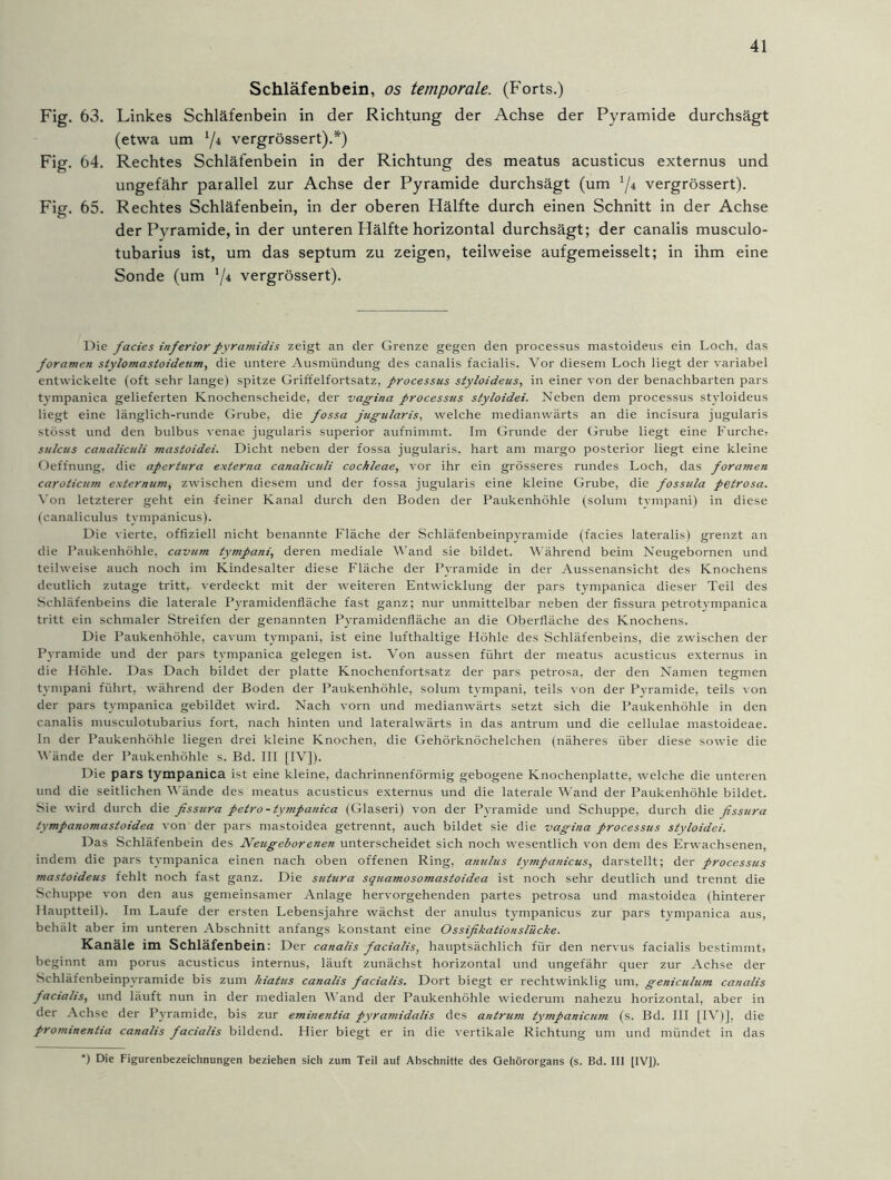 Schläfenbein, os temporale. (Forts.) Fig. 63. Linkes Schläfenbein in der Richtung der Achse der Pyramide durchsägt (etwa um l/i vergrössert:).*) Fig. 64. Rechtes Schläfenbein in der Richtung des meatus acusticus externus und ungefähr parallel zur Achse der Pyramide durchsägt (um lfi vergrössert). Fig. 65. Rechtes Schläfenbein, in der oberen Hälfte durch einen Schnitt in der Achse der Pyramide, in der unteren Hälfte horizontal durchsägt; der canalis musculo- tubarius ist, um das septum zu zeigen, teilweise aufgemeisselt; in ihm eine Sonde (um '/* vergrössert). Die facies inferior pyramidis zeigt an der Grenze gegen den processus mastoideus ein Loch, das foramen stylomastoideum, die untere Ausmimdung des canalis facialis. Vor diesem Loch liegt der variabel entwickelte (oft sehr lange) spitze Griffelfortsatz, frocessus styloideus, in einer von der benachbarten pars tympanica gelieferten Knochenscheide, der vagina processus styloidei. Neben dem processus styloideus liegt eine länglich-runde Grube, die fossa jugularis, welche medianwärts an die incisura jugularis stösst und den bulbus venae jugularis superior aufnimmt. Im Grunde der Grube liegt eine Furche, sulcus canaliculi mastoidei. Dicht neben der fossa jugularis, hart am margo posterior liegt eine kleine Oeffnung, die apcrtura externa canaliculi cochleae, vor ihr ein grösseres rundes Loch, das foramen caroticnm externum, zwischen diesem und der fossa jugularis eine kleine Grube, die fossula petrosa. Von letzterer geht ein feiner Kanal durch den Boden der Paukenhöhle (solum tvmpani) in diese (canaliculus tvmpänicus). Die vierte, offiziell nicht benannte Fläche der Schläfenbeinpyramide (facies lateralis) grenzt an die Paukenhöhle, cavum tympani, deren mediale Wand sie bildet. Während beim Neugebornen und teilweise auch noch im Kindesalter diese Fläche der Pyramide in der Aussenansicht des Knochens deutlich zutage tritt, verdeckt mit der weiteren Entwicklung der pars tympanica dieser Teil des Schläfenbeins die laterale Pyramidenfläche fast ganz; nur unmittelbar neben der fissura petrotympanica tritt ein schmaler Streifen der genannten Pyramidenfläche an die Oberfläche des Knochens. Die Paukenhöhle, cavum tympani, ist eine lufthaltige Höhle des Schläfenbeins, die zwischen der Pyramide und der pars tympanica gelegen ist. Von aussen führt der meatus acusticus externus in die Höhle. Das Dach bildet der platte Knochenfortsatz der pars petrosa, der den Namen tegmen tympani führt, während der Boden der Paukenhöhle, solum tympani, teils von der Pyramide, teils von der pars tympanica gebildet wird. Nach vorn und medianwärts setzt sich die Paukenhöhle in den canalis musculotubarius fort, nach hinten und lateralwärts in das antrum und die cellulae mastoideae. In der Paukenhöhle liegen drei kleine Knochen, die Gehörknöchelchen (näheres über diese sowie die Wände der Paukenhöhle s. Bd. III [IV]). Die pars tympanica ist eine kleine, dachrinnenförmig gebogene Knochenplatte, welche die unteren und die seitlichen Wände des meatus acusticus externus und die laterale Wand der Paukenhöhle bildet. Sie wird durch die fissura petro -tympanica (Glaseri) von der Pyramide und Schuppe, durch die fissura tympanomastoidea von der pars mastoidea getrennt, auch bildet sie die vagina processus styloidei. Das Schläfenbein des Neugeborenen unterscheidet sich noch wesentlich von dem des Erwachsenen, indem die pars tympanica einen nach oben offenen Ring, anulus tympanicus, darstellt; der processus mastoideus fehlt noch fast ganz. Die sutura squamosomastoidea ist noch sehr deutlich und trennt die Schuppe von den aus gemeinsamer Anlage hervorgehenden partes petrosa und mastoidea (hinterer Hauptteil). Im Laufe der ersten Lebensjahre wächst der anulus tympanicus zur pars tympanica aus, behält aber im unteren Abschnitt anfangs konstant eine Ossifikationslücke. Kanäle im Schläfenbein: Der canalis facialis, hauptsächlich für den nervus facialis bestimmt, beginnt am porus acusticus internus, läuft zunächst horizontal und ungefähr quer zur Achse der Schläfenbeinpyramide bis zum hiatus canalis facialis. Dort biegt er rechtwinklig um, geniculum canalis facialis, und läuft nun in der medialen Wand der Paukenhöhle wiederum nahezu horizontal, aber in der Achse der Pyramide, bis zur eminentia pyramidalis des antrum tympanicum (s. Bd. III [IV)], die prominentia canalis facialis bildend. Hier biegt er in die vertikale Richtung um und mündet in das *) Die Figurenbezeichnungen beziehen sich zum Teil auf Abschnitte des Gehörorgans (s. Bd. III [IV]).