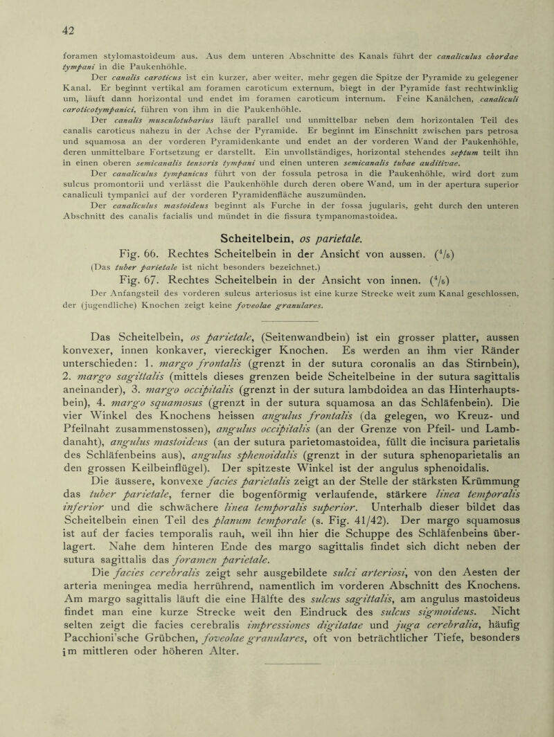 foramen stylomastoideum aus. Aus dem unteren Abschnitte des Kanals führt der canaliculus chordae tympani in die Paukenhöhle. Der canalis caroticus ist ein kurzer, aber weiter, mehr gegen die Spitze der Pyramide zu gelegener Kanal. Er beginnt vertikal am foramen caroticum externum, biegt in der Pyramide fast rechtwinklig um, läuft dann horizontal und endet im foramen caroticum internum. Feine Kanälchen, canaliculi caroticotympanici, führen von ihm in die Paukenhöhle. Der canalis musculotubarius läuft parallel und unmittelbar neben dem horizontalen Teil des canalis caroticus nahezu in der Achse der Pyramide. Er beginnt im Einschnitt zwischen pars petrosa und squamosa an der vorderen Pyramidenkante und endet an der vorderen Wand der Paukenhöhle, deren unmittelbare Fortsetzung er darstellt. Ein unvollständiges, horizontal stehendes septum teilt ihn in einen oberen semicanalis tensoris tympani und einen unteren semicanalis tubae auditivae. Der canaliculus tympanicus führt von der fossula petrosa in die Paukenhöhle, wird dort zum sulcus promontorii und verlässt die Paukenhöhle durch deren obere Wand, um in der apertura superior canaliculi tympanici auf der vorderen Pyramidenfläche auszumünden. Der canaliculus mastoideus beginnt als Furche in der fossa jugularis, geht durch den unteren Abschnitt des canalis facialis und mündet in die fissura tympanomastoidea. Scheitelbein, os parietale. Fig. 66. Rechtes Scheitelbein in der Ansicht' von aussen. (4/s) (Das tuber parietale ist nicht besonders bezeichnet.) Fig. 67. Rechtes Scheitelbein in der Ansicht von innen. (4/s) Der Anfangsteil des vorderen sulcus arteriosus ist eine kurze Strecke weit zum Kanal geschlossen, der (jugendliche) Knochen zeigt keine foveolae granuläres. Das Scheitelbein, os parietale, (Seitenwandbein) ist ein grosser platter, aussen konvexer, innen konkaver, viereckiger Knochen. Es werden an ihm vier Ränder unterschieden: 1. margo frontalis (grenzt in der sutura coronalis an das Stirnbein), 2. margo sagittalis (mittels dieses grenzen beide Scheitelbeine in der sutura sagittalis aneinander), 3. margo occipitalis (grenzt in der sutura lambdoidea an das Hinterhaupts- bein), 4. margo squamosus (grenzt in der sutura squamosa an das Schläfenbein). Die vier Winkel des Knochens heissen angulus frontalis (da gelegen, wo Kreuz- und Pfeilnaht zusammenstossen), angulus occipitalis (an der Grenze von Pfeil- und Lamb- danaht), angulus mastoideus (an der sutura parietomastoidea, füllt die incisura parietalis des Schläfenbeins aus), angulus sphenoidalis (grenzt in der sutura sphenoparietalis an den grossen Keilbeinflügel). Der spitzeste Winkel ist der angulus sphenoidalis. Die äussere, konvexe facies parietalis zeigt an der Stelle der stärksten Krümmung das tuber parietale, ferner die bogenförmig verlaufende, stärkere linea temporalis inferior und die schwächere linea temporalis superior. Unterhalb dieser bildet das Scheitelbein einen Teil des planum temporale (s. Fig. 41/42). Der margo squamosus ist auf der facies temporalis rauh, weil ihn hier die Schuppe des Schläfenbeins über- lagert. Nahe dem hinteren Ende des margo sagittalis findet sich dicht neben der sutura sagittalis das foramen parietale. Die facies cerebralis zeigt sehr ausgebildete sulci arteriosi, von den Aesten der arteria meningea media herrührend, namentlich im vorderen Abschnitt des Knochens. Am margo sagittalis läuft die eine Hälfte des sulcus sagittalis, am angulus mastoideus findet man eine kurze Strecke weit den Eindruck des sulcus sigmoideus. Nicht selten zeigt die facies cerebralis impressiones digitatae und juga cerebralia, häufig Pacchioni’sche Grübchen, foveolae granuläres, oft von beträchtlicher Tiefe, besonders im mittleren oder höheren Alter.