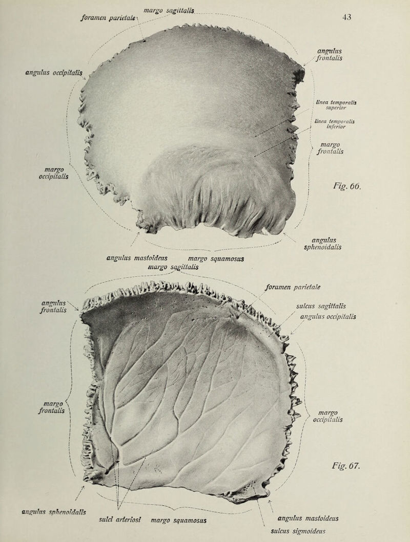 margo sqgittalis foratnen parietale\ ' 43 angulus occipitaiis f m ! m: ' $ % t margo occipitaiis * •« angulus frontalis angulus sphenoidalis linea temporalis Superior linea temporalis t inferior ■ margo •' frontalis Fig. 66. angulus mastoideus margo squamosus margo sqgittalis foramen parietale sulcus sagittalis angulus occipitaiis fr \ \ angulus mastoideus margo \ angulus sphenoidalis margo occipitaiis Fig. 67. angulus \ frontalis ^ sulei arieriosi margo squamosus sulcus sigmoideus