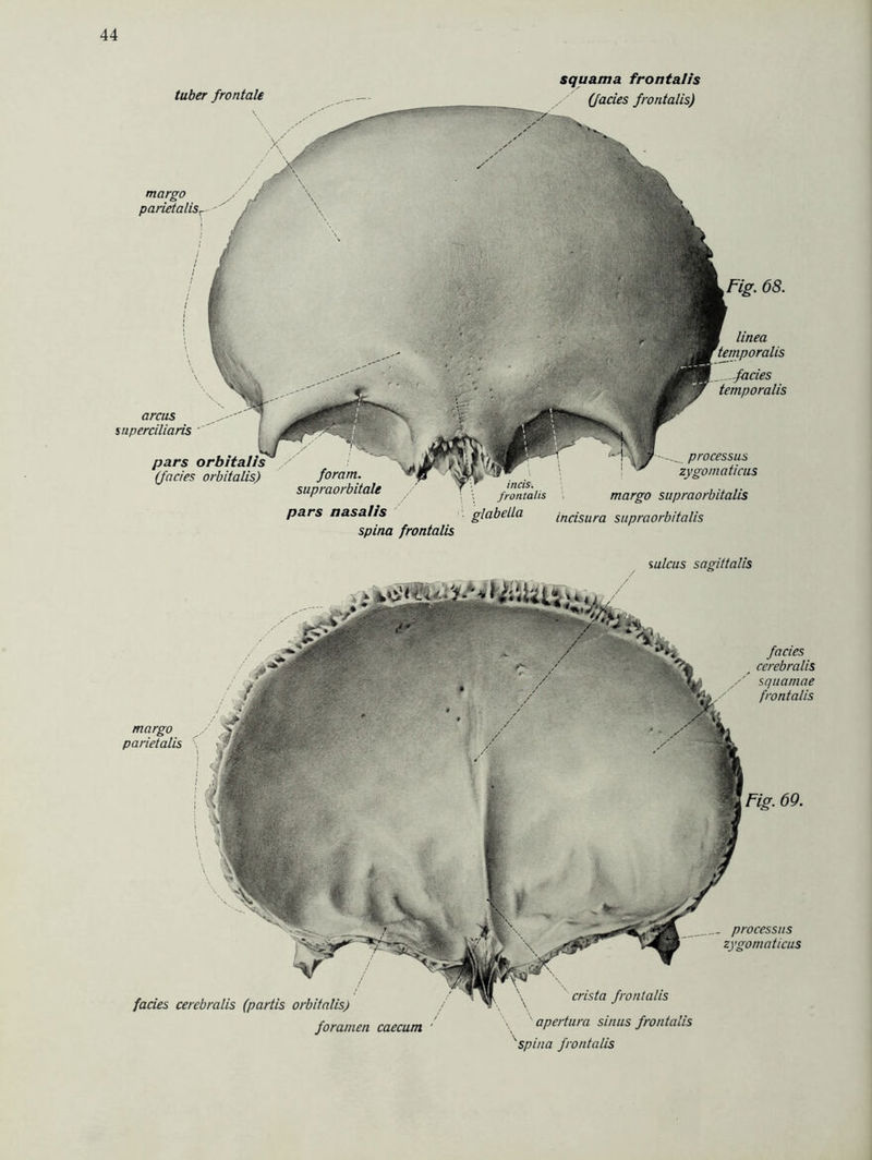 joram. supraorbitale pars nasalis spina frontalis Fig. 68. arcus snperciliaris pars (fades orbitalis) linea -fades temporalis processus zygomaticus inäs. frontalis margo supraorbitalis glabella indsura supraorbitalis tuber frontale \ margo parietalisv squama frontalis (fades frontalis) sulcus sagittalis Fig. 69. margo parietalis fades cerebralis squamae frontalis processus zygomaticus crista frontalis apertura sinus frontalis spina frontalis fades cerebralis (partis orbitalis) foramen caecum '