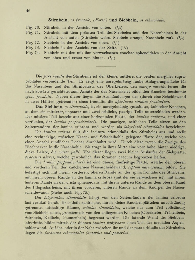 Stirnbein, os frontale, (Forts.) und Siebbein, os ethmoidale. Fig. /O. Fig.71. Fig. 72. Fig. 73. Fig. 74. Stirnbein in der Ansicht von unten. (4/b) Stirnbein mit dem grössten Teil des Siebbeins und den Nasenbeinen in der Ansicht von unten (Stirnbein weiss, Siebbein orange, Nasenbein rot). (4/b) Siebbein in der Ansicht von oben. (4/i) Siebbein in der Ansicht von der Seite, (’/i) Siebbein mit den mit ihm verwachsenen conchae sphenoidales in der Ansicht von oben und etwas von hinten. (4/i) Die pars nasalis des Stirnbeins ist der kleine, mittlere, die beiden margines supra- orbitales verbindende Teil. Er zeigt eine unregelmässig rauhe Anlagerungsfläche für das Nasenbein und den Stirnfortsatz des Oberkiefers, den margo nasalis, ferner die nach abwärts gerichtete, zum Ansatz der das Nasenskelet bildenden Knochen bestimmte spina frontalis. Neben dieser liegen die Ausmündungen des (durch eine Scheidewand in zwei Hälften getrennten) sinus frontalis, die aperturae sinuum frontalium. Das Siebbein, os ethmoidale, ist ein unregelmässig gestalteter, kubischer Knochen, an dem ein mittlerer, unpaarer und zwei seitliche, paarige Teile unterschieden werden. Der mittlere Teil besteht aus einer horizontalen Platte, der lamina cribrosa, und einer vertikalen, der la7nina perpendicularis. Die paarigen, seitlichen Teile sitzen an den Seitenrändern der lamina cribrosa und werden als labyrinthi ethmoidales bezeichnet. Die lamina cribosa füllt die incisura ethmoidalis des Stirnbeins aus und stellt eine rechteckige, zwischen Nasen- und Schädelhöhle gelegene Platte dar, welche von einer Anzahl rundlicher Löcher durchbohrt wird. Durch diese treten die Zweige des Riechnerven in die Nasenhöhle. Sie trägt in ihrer Mitte eine vorn hohe, hinten niedrige, dicke Leiste, die crista galli. Vor dieser liegen zwei kleine Ausläufer der Siebplatte, processus alares, welche gewöhnlich das foramen caecum begrenzen helfen. Die lamina perpendicularis ist eine dünne, fünfseitige Platte, welche den oberen und vorderen Teil der knöchernen Nasenscheidewand, septum nasi osseum, bildet. Sie befestigt sich mit ihrem vorderen, oberen Rande an der spina frontalis des Stirnbeins, mit ihrem oberen Rande an der lamina cribrosa (mit der sie verwachsen ist), mit ihrem hinteren Rande an der crista sphenoidalis, mit ihrem unteren Rande an dem oberen Rand des Pflugscharbeins, mit ihrem vorderen, unteren Rande an dem Knorpel der Nasen- scheidewand. (Siehe auch Fig. 75.) Der labyrinthus ethmoidalis hängt von den Seitenrändern der lamina cribrosa fast vertikal herab. Er enthält zahlreiche, durch kleine Knochenplättchen unvollständig getrennte, lufthaltige Räume, cellulae ethmoidales, welche nur zum Teil vollständig vom Siebbein selbst, grösstenteils von den anliegenden Knochen (Oberkiefer, Tränenbein, Stirnbein, Keilbein, Gaumenbein) begrenzt werden. Die laterale Wand des Siebbein- labyrinths bildet mittels der dünnen lamina papyracea einen Teil der medialen Augen- höhlenwand. Auf ihr- oder in der Naht zwischen ihr und der pars orbitalis des Stirnbeins, liegen die foramina ethmoidalia (anterius und posterius).