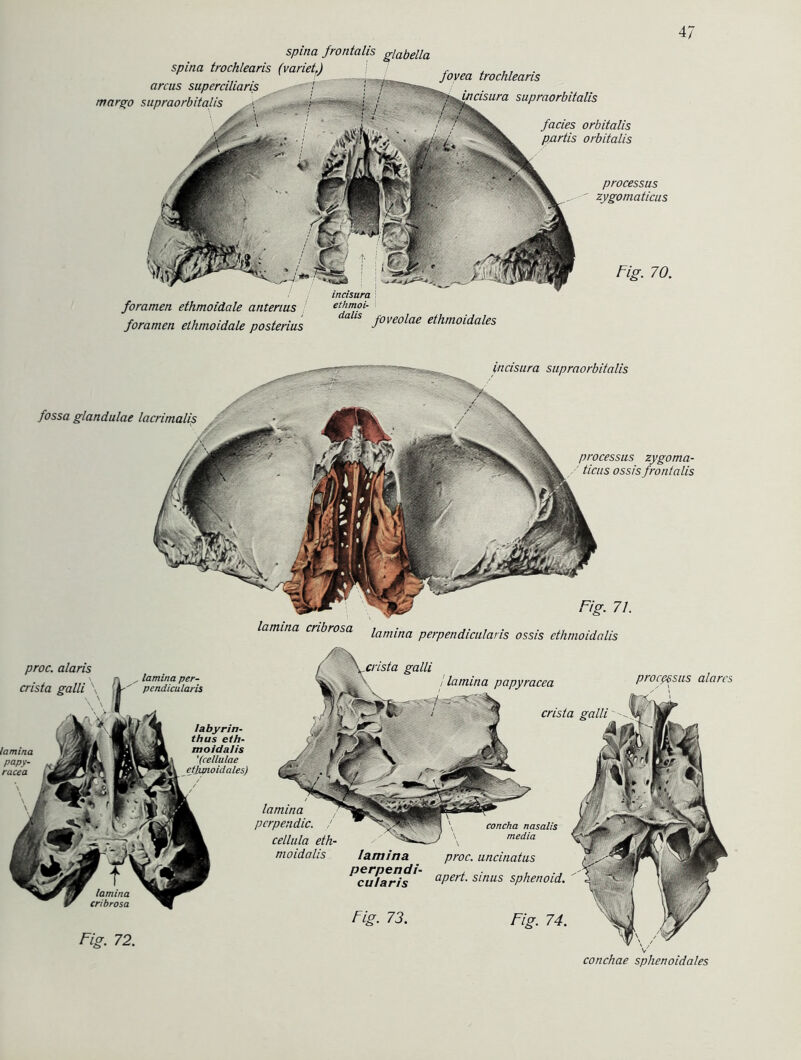 processus zygomaticus spina trochlearis arcus superciliaris margo supraorbitalis spina frontalis giabella fovea trochlearis supraorbitalis facies orbitalis partis orbitalis Fig. 70. foramen ethmoidale anterius foramen ethmoidale posterius ethmoi- dalls foveolae ethmoidales fossa glandulae incisura supraorbitalis lacrimalis Fig. 71. lamina cribrosa iam[na perpendicularis ossis ethmoidalis processus zygoma- ticus ossis frontalis proc. alaris crista galli ' lamina papy- racea \ \ \ lamina per- pendicularis Iabyrin- thus eth- moidalis '(cellulae etjipioidales) Fig. 72. lamina papyracea galli processus alarcs crista galli lamina pcrpendic. / cellula eth- moidalis lamina perpendi- cularis Fig. 73. concha nasalis \ media \ proc. uncinatus apert. sinus sphenoid. Fig. 74. conchae sphenoidales