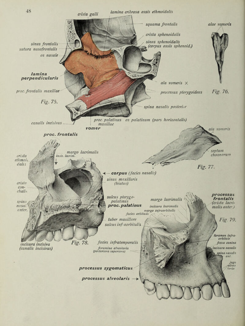 lamina cribrosa ossis ethmoidalis crista galli squama frontalis alae vopieris crista sphenoidalis sinus sphenoidalis . (corpus ossis sphenoid.) sinus frontalis sntura nasofrontalis os nasale lamina perpendicularis ata vomeris X proc. frontalis maxillae processus pterygoideus spina nasalis posterior proc. palatinus os palatinuni (pars horizontalis) maxillae canalis incisivus vomer ata vomeris proc. frontalis septuni choannrmn margo lacrimalis crista et/imoi- dalt; incis. lacrim. X - corpus (facies nasalis) f sinus maxillaris (hiatus) crista con- chali^ processus frontalis (crista lacri- malis anter.) sulcus pterygo- palatinus proc. palatinus margo lacrimalis incisura lacrimalis margo infraorbitalis spmary^ nasal ' /yj anter. fill, facies orbitaiis tüber maxil/are / sulcus inf aorbitalis foramen infra- orbitale fossa canina incisura nasalis |\ spina nasalis ant. facies infratemporalis foramina alveolaria (posteriora super io ra) ' :-:v incisura incisiva (canalis incisivus) jugn salve o layin processus zygomaticus processus alveolaris —>