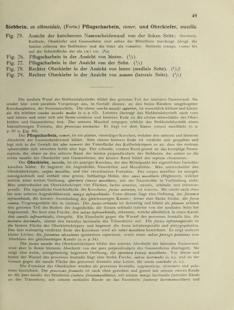Siebbein, os ethmoidale, (Forts.) Pflugscharbein, vomer, und Oberkiefer, maxilla. Fig. 75. Fig. 76. Fig. 77. Fig. 78. Fig. 79. Ansicht der knöchernen Nasenscheidewand von der linken Seite; Stirnbein, Keilbein, Oberkiefer und Gaumenbein sind neben der Mittellinie durchsägt (desgl. die lamina cribrosa des Siebbeines und die linke ala vomeris). Siebbein orange, vomer bis auf die Schnittfläche der ala (x) rot. (4/s) Pflugscharbein in der Ansicht von hinten, ('/i) Pflugscharbein in der Ansicht von der Seite. (Yi) Rechter Oberkiefer in der Ansicht von innen (mediale Seite). (1/i)! Rechter Oberkiefer in der Ansicht von aussen (laterale Seite). (70 Die mediale Wand des Siebbeinlabyrinths bildet den grössten Teil der lateralen Nasenwand. Sie sendet hier zwei parallele Vorsprünge aus, in Gestalt dünner, an den freien Rändern umgebogener Knochenplatten, der Nasenmuscheln. Die obere, coticha nasalis superior, ist wesentlich kleiner und kürzer als die mittlere coticha nasalis media (s. u. p. 62). Letztere überragt das Siebbeinlabyrinth nach vorn und hinten und setzt sich mit ihrem vorderen und hinteren Ende an die cristae ethmoidales des Ober- kiefers und Gaumenbeins fest. Der unteren Muschel entgegen schickt das Siebbeinlabyrinth einen hakenförmigen Fortsatz, den processus uncinalus. Er liegt vor dem hiatus (sinus) maxillaris (s. u- p. 50 u. Ijig. 83). Das Pflugscharbein, vomer, ist ein platter, viereckiger Knochen, welcher den unteren und hinteren Abschnitt der Nasenscheidewand bildet. Sein oberes hinteres Ende ist verdickt und gespalten und legt sich in der Gestalt der alae vomeris der Unterfläche des Keilbeinkörpers so an, dass des rostrum sphenoidale sich zwischen beide alae legt. Der schmale, vordere Rand grenzt an das knorplige Nasen- septum, der obere an den unteren Rand der lamina perpendicularis des Siebbeins, der untere an die crista nasalis der Oberkiefer und Gaumenbeine, der hintere Rand bildet das septum choanarum. Der Oberkiefer, maxilla, ist ein paariger Knochen, der den Mittelpunkt der eigentlichen Gesichts- knochen bildet. Er begrenzt die Augenhöhle, Nasenhöhle und Mundhöhle. Man unterscheidet den Oberkieferkörper, corpas maxi/lae, und vier verschiedene Fortsätze. Des corpus maxillae ist unregel- mässig-kubisch und enthält eine grosse, lufthaltige Höhle, den sintts maxillaris (Highmori), welcher mittels einer weiten Oeffnung, apertura (sinus) maxillaris, mit der Nasenhöhle in Verbindung steht. Man unterscheidet am Oberkieferkörper vier Flächen, facies anterior, nasalis, orbitalis und infratem- poralis Die eigentliche Gesichtsfläche des Knochens, facies anterior, ist konvex. Sie reicht nach oben bis zum unteren Augenhöhlenrand, margo infräorbitalis. Unter diesem liegt eine Oeffnung, das foramen infraorbitale, die äussere Ausmündung des gleichnamigen Kanals ; ferner eine flache Grube, die fossa canina, Ursprungsstätte des m. caninus. Die facies orbitalis ist dreiseitig und bildet als planum orbitale den grössten Teil des Bodens der Augenhöhle, die fissura orbitalis inferior von der medialen Seite her begrenzend. Sie lässt eine Furche, den sulcus infraorbitalis, erkennen, welche allmählich in einen Kanal, den canalis infraorbitalis, übergeht. Ein Einschnitt gegen die Wurzel des processus frontalis hin, die incisura lacrimalis, nimmt den hamulus lacrimalis des Tränenbeins auf. Die facies infratemporalis ist die hintere Fläche des Oberkieferkörpers und begrenzt die fossa infratemporalis und pterygopalatina. Das hier wulstartig verdickte Ende des Knochens wird als tuber maxillare bezeichnet. Es zeigt mehrere kleine Löcher, die foramina alveolaria (posteriora superiora), sowie einen sulcus pterxgo palatinus zum Abschluss des gleichnamigen Kanals (s. o. p. 34). Die facies nasalis des Oberkieferkörpers bildet den unteren Abschnitt der lateralen Nasenwand, wird aber in ihrem hinteren Abschnitt von der pars perpendicularis des Gaumenbeins überlagert. Sie zeigt eine weite, unregelmässig begrenzte Oeffnung, die apertura (sinus) maxillaris. Vor dieser und hinter der Wurzel des processus frontalis liegt eine breite Furche, sulcus lacrimalis (s. u.), und an der Grenze gegen die nasale Fläche des processus frontalis eine Leiste, die crista conchalis (s. u.). Die Fortsätze des Oberkiefers werden als processus frontalis, zygomaticus, alveolaris und pala- tinus bezeichnet. Der processus frontalis ist nach oben gerichtet und grenzt mit seinem oberen Rande an die pars nasalis des Stirnbeins (sutura frontomaxillaris), mit seinem margo lacrimalis (lateraler Rand) an das Tränenbein, mit seinem medialen Rande an das Nasenbein (suturae lacrimomaxillaris und