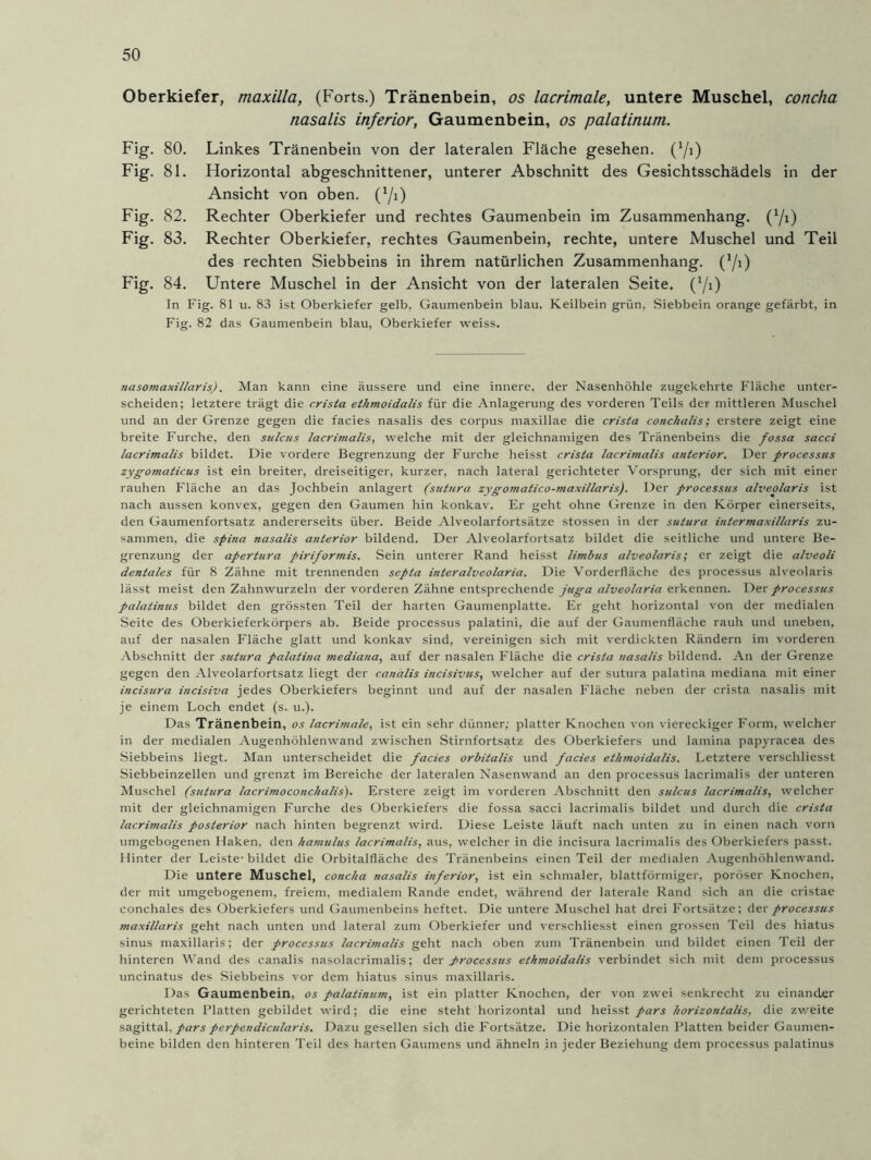 Oberkiefer, maxilla, (Forts.) Tränenbein, os lacrimale, untere Muschel, concha nasalis inferior, Gaumenbein, os palatinum. Fig. 80. Linkes Tränenbein von der lateralen Fläche gesehen. (Yi) Fig. 81. Florizontal abgeschnittener, unterer Abschnitt des Gesichtsschädels in der Ansicht von oben. (Yi) Fig. 82. Rechter Oberkiefer und rechtes Gaumenbein im Zusammenhang. (Yi) Fig. 83. Rechter Oberkiefer, rechtes Gaumenbein, rechte, untere Muschel und Teil des rechten Siebbeins in ihrem natürlichen Zusammenhang. (Yi) Fig. 84. Untere Muschel in der Ansicht von der lateralen Seite. (Yi) In Fig. 81 u. 83 ist Oberkiefer gelb. Gaumenbein blau. Keilbein grün, Siebbein orange gefärbt, in Fig. 82 das Gaumenbein blau, Oberkiefer weiss. nasomaxillaris). Man kann eine äussere und eine innere, der Nasenhöhle zugekehrte Fläche unter- scheiden; letztere trägt die crista ethmoidalis für die Anlagerung des vorderen Teils der mittleren Muschel und an der Grenze gegen die facies nasalis des corpus maxillae die crista conckalis; erstere zeigt eine breite Furche, den sulcus lacrimalis, welche mit der gleichnamigen des Tränenbeins die fossa sacci lacrimalis bildet. Die vordere Begrenzung der Furche heisst crista lacrimalis anterior. Der processus zygomaticus ist ein breiter, dreiseitiger, kurzer, nach lateral gerichteter Vorsprung, der sich mit einer rauhen Fläche an das Jochbein anlagert (sut/era zygomatico-maxillaris). Der processus alveolaris ist nach aussen konvex, gegen den Gaumen hin konkav. Er geht ohne Grenze in den Körper einerseits, den Gaumenfortsatz andererseits über. Beide Alveolarfortsätze stossen in der sutura intermaxillaris zu- sammen, die spina nasalis anterior bildend. Der Alveolarfortsatz bildet die seitliche und untere Be- grenzung der apertura piriformis. Sein unterer Rand heisst limbus alveolaris; er zeigt die alveoli dentales für 8 Zähne mit trennenden sepia interalveolaria. Die Vorderfläche des processus alveolaris lässt meist den Zahnwurzeln der vorderen Zähne entsprechende juga alveolaria erkennen. Der processus palatinus bildet den grössten Teil der harten Gaumenplatte. Er geht horizontal von der medialen Seite des Oberkieferkörpers ab. Beide processus palatini, die auf der Gaumenfläche rauh und uneben, auf der nasalen Fläche glatt und konkav sind, vereinigen sich mit verdickten Rändern im vorderen Abschnitt der sutura palatina mediana, auf der nasalen Fläche die crista nasalis bildend. An der Grenze gegen den Alveolarfortsatz liegt der canalis incisivus, welcher auf der sutura palatina mediana mit einer incisura incisiva jedes Oberkiefers beginnt und auf der nasalen Fläche neben der crista nasalis mit je einem Loch endet (s. u.). Das Tränenbein, os lacrimale, ist ein sehr dünner; platter Knochen von viereckiger Form, welcher in der medialen Augenhöhlenwand zwischen Stirnfortsatz des Oberkiefers und lamina papyracea des Siebbeins liegt. Man unterscheidet die facies orbitalis und facies ethmoidalis. Letztere verschliesst Siebbeinzellen und grenzt im Bereiche der lateralen Nasenwand an den processus lacrimalis der unteren Muschel (sutura lacrimoconchalis). Erstere zeigt im vorderen Abschnitt den sulcus lacrimalis, welcher mit der gleichnamigen Furche des Oberkiefers die fossa sacci lacrimalis bildet und durch die crista lacrimalis posterior nach hinten begrenzt wird. Diese Leiste läuft nach unten zu in einen nach vorn umgebogenen Haken, den hamulits lacrimalis, aus, welcher in die incisura lacrimalis des Oberkiefers passt. Hinter der Leiste-bildet die Orbitalfläche des Tränenbeins einen Teil der medialen Augenhöhlenwand. Die untere Muschel, concha nasalis inferior, ist ein schmaler, blattförmiger, poröser Knochen, der mit umgebogenem, freiem, medialem Rande endet, während der laterale Rand sich an die cristae conchales des Oberkiefers und Gaumenbeins heftet. Die untere Muschel hat drei Fortsätze; der processus maxillaris geht nach unten und lateral zum Oberkiefer und verschliesst einen grossen Teil des hiatus sinus maxillaris; der processus lacrimalis geht nach oben zum Tränenbein und bildet einen Teil der hinteren Wand des canalis nasolacrimalis; der processus ethmoidalis verbindet sich mit dem processus uncinatus des Siebbeins vor dem hiatus sinus maxillaris. Das Gaumenbein, os palatinum, ist ein platter Knochen, der von zwei senkrecht zu einander gerichteten Platten gebildet wird; die eine steht horizontal und heisst pars horizontalis, die zweite sagittal, pars perpendicularis. Dazu gesellen sich die Fortsätze. Die horizontalen Platten beider Gaumen- beine bilden den hinteren Teil des harten Gaumens und ähneln in jeder Beziehung dem processus palatinus