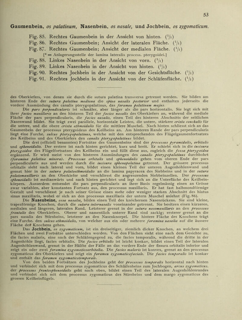 Gaumenbein, os palatinum, Nasenbein, os nasale, und Jochbein, os zygomaticum. Fig. 85. Rechtes Gaumenbein in der Ansicht von hinten, (‘/i) Fig. 86. Rechtes Gaumenbein; Ansicht der lateralen Fläche. (x/i) Fig. 87- Rechtes Gaumenbein; Ansicht der medialen Fläche. (x/i) [* = Anlagerungsstelle der lamina lateralis process. pterygoidei.] Fig. 88. Linkes Nasenbein in der Ansicht von vorn. (x/i) Fig. 89. Linkes Nasenbein in der Ansicht von hinten. (x/i) Fig. 90. Rechtes Jochbein in der Ansicht von der Gesichtsfläche. Fig. 91. Rechtes Jochbein in der Ansicht von der Schläfenfläche. (70 (70 des Oberkiefers, von denen sie durch die sutura palatina transversa getrennt werden. Sie bilden am hinteren Ende der szitura palatina mediana die spina nasalis posterior und enthalten jederseits die vordere Ausmündung des canalis pterygopalatinus, das foramen palatinum majus. Die pars perpendicularis ist schmäler, aber länger als die pars horizontalis. Sie legt sich mit ihrer facies maxillaris an den hinteren Teil der facies nasalis des Oberkiefers an, während die mediale Fläche der pars perpendicularis, die facies nasalis, einen Teil des hinteren Abschnitts der seitlichen Nasenwand bildet. Sie trägt zwei parallele, horizontale Leisten, die untere, stärkere crista conchalis für die untere, und die obere crista ettnnoidalis für die mittlere Muschel. Nach hinten schliesst sich an das Gaumenbein der processus pterygoideus des Keilbeins an. Am hinteren Rande der pars perpendicularis liegt eine Furche, sulcus pterygopalatinus, welche mit den entsprechenden des Flügelgaumenfortsatzes des Keilbeins und des Oberkiefers den canalis pterygopalatinus bildet. Die drei (offiziell benannten) Fortsätze des Gaumenbeins sind der processus pyramidalis, orbitalis und spkenoidalis. Der erstere ist nach hinten gerichtet, kurz und breit. Er schiebt sich in die incisura pterygoidea des Flügelfortsatzes des Keilbeins ein und füllt diese aus, zugleich die fossa pterygoidea ergänzend. Er wird meist von den hinteren Ausmündungen des canalis pterygopalatinus durchbohrt (foramina palatina minora). Processus orbitalis und spkenoidalis gehen vom oberen Ende der pars perpendicularis aus und werden durch die incisura spkenopalatina getrennt. Der grössere processus orbitalis sieht nach . lateral und vorn, bildet einen kleinen Teil der unteren Augenhöhlenwand und grenzt hier in der sutura palatoethmoidalis an die lamina papyracea des Siebbeins und in der sutura palatomaxillaris an den Oberkiefer und verschliesst die angrenzenden Siebbeinzellen. Der processus spkenoidalis ist medianwärts und nach hinten gerichtet und legt sich an die Unterfläche des Keilbein- körpers. Ausserdem entsendet die pars perpendicularis an ihrer Basis regelmässig einen an Grösse zwar variablen, aber konstanten Fortsatz aus, den processus maxillaris. Er hat fast halbmondförmige Gestalt und verschliesst je nach seiner Grösse einen mehr oder weniger starken Abschnitt des hiatus sinus maxillaris, wobei er sich an den processus maxillaris der untern Muschel anlehnt (Fig. 86). Die Nasenbeine, ossa nasalia, bilden einen Teil des knöchernen Nasenrückens. Sie sind kleine, trapezförmige Knochen, durch die sutura internasalis voneinander getrennt. Sie besitzen einen kürzeren, medialen und längeren, lateralen Rand. Letzterer grenzt in der sutura nasomaxillaris an den processus frontalis des Oberkiefers. Oberer und namentlich unterer Rand sind zackig; ersterer grenzt an die pars nasalis des Stirnbeins, letzterer an den Nasenknorpel. Die hintere Fläche des Knochens trägt eine Furche, den sulcus ethmoidalis, von welcher aus ein oder mehrere foramina nasalia auf die äussere Fläche de? Knochens gehen. Das Jochbein, os zygomaticum, ist ein dreiseitiger, ziemlich dicker Knochen, an welchem drei Flächen und zwei Fortsätze unterschieden werden. Von den Flächen sieht eine nach dem Gesichte zu, die facies malaris, eine nach der Schläfengegend zu, die facies temporalis, während die dritte in der Augenhöhle liegt, facies orbitalis. Die facies orbitalis ist leicht konkav, bildet einen Teil der lateralen Augenhöhlenwand, grenzt in der Hälfte der Fälle an das vordere Ende der fissura orbitalis inferior und zeigt ein oder zwei foramina zygomaticoorbitalia. Die facies malaris ist konvex, grenzt an den processus zvgomaticus des Oberkiefers und zeigt ein foramen zygomaticofaciale. Die facies temporalis ist konkav und enthält das foramen zygomaticotemporale. Von den beiden Fortsätzen des Jochbeins geht der processus teznporalis horizontal nach hinten und verbindet sich mit dem processus zygomaticus des Schläfenbeins zum Jochbogen, arcus zygomaticus. der processus frontospkenoidalis geht nach oben, bildet einen Teil des lateralen Augenhöhlenrandes und verbindet sich mit dem processus zygomaticus des Stirnbeins und dem margo zygomaticus des grossen Keilbeinflügels.