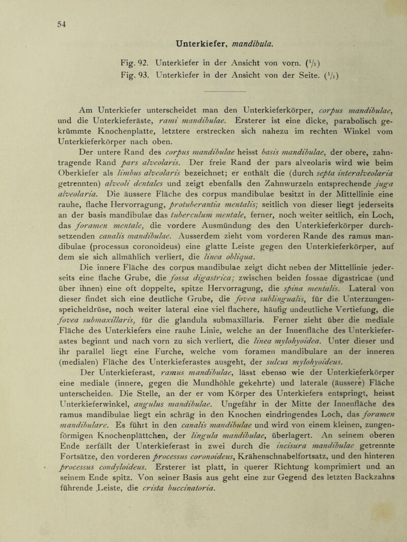 Unterkiefer, mandibula. Fig. 92. Unterkiefer in der Ansicht von vorn. (7i) Fig. 93. Unterkiefer in der Ansicht von der Seite. (7i) Am Unterkiefer unterscheidet man den Unterkieferkörper, corpus mandibulae, und die Unterkieferäste, rami mandibulae. Ersterer ist eine dicke, parabolisch ge- krümmte Knochenplatte, letztere erstrecken sich nahezu im rechten Winkel vom Unterkieferkörper nach oben. Der untere Rand des corpus mandibulae heisst basis mandibulae, der obere, zahn- tragende Rand pars alveolaris. Der freie Rand der pars alveolaris wird wie beim Oberkiefer als limbus alveolaris bezeichnet; er enthält die (durch septa interalveolaria getrennten) alveoli dentales und zeigt ebenfalls den Zahnwurzeln entsprechende juga alveolaria. Die äussere Fläche des corpus mandibulae besitzt in der Mittellinie eine rauhe, flache Hervorragung, protuberaniia mentalis-, seitlich von dieser liegt jederseits an der basis mandibulae das tuberculum mentale, ferner, noch weiter seitlich, ein Loch, das foramen mentale, die vordere Ausmündung des den Unterkieferkörper durch- setzenden canalis mandibulae. Ausserdem zieht vom vorderen Rande des ramus man- dibulae (processus coronoideus) eine glatte Leiste gegen den Unterkieferkörper, auf dem sie sich allmählich verliert, die linea obliqua. Die innere Fläche des corpus mandibulae zeigt dicht neben der Mittellinie jeder- seits eine flache Grube, die fossa digastrica; zwischen beiden fossae digastricae (und über ihnen) eine oft doppelte, spitze Hervorragung, die spina mentalis. Lateral von dieser findet sich eine deutliche Grube, die fovea sublingualis, für die Unterzungen- speicheldrüse, noch weiter lateral eine viel flachere, häufig undeutliche Vertiefung, die fovea submaxillaris, für die glandula submaxillaris. Ferner zieht über die mediale Fläche des Unterkiefers eine rauhe Linie, welche an der Innenfläche des Unterkiefer- astes beginnt und nach vorn zu sich verliert, die linea mylohyoidea. Unter dieser und ihr parallel liegt eine Furche, welche vom foramen mandibulare an der inneren (medialen) Fläche des Unterkieferastes ausgeht, der sulcus mylohyoideus. Der Unterkieferast, ra?nus mandibulae, lässt ebenso wie der Unterkieferkörper eine mediale (innere, gegen die Mundhöhle gekehrte) und laterale (äussere) Fläche unterscheiden. Die Stelle, an der er vom Körper des Unterkiefers entspringt, heisst Unterkieferwinkel, angulus mandibulae. Ungefähr in der Mitte der Innenfläche des ramus mandibulae liegt ein schräg in den Knochen eindringendes Loch, das forameyi mandibulare. Es führt in den canalis mandibulae und wird von einem kleinen, zungen- förmigen Knochenplättchen, der lingula mandibulae, überlagert. An seinem oberen Ende zerfällt der Unterkieferast in zwei durch die incisura mandibulae getrennte Fortsätze, den vorderen processus coronoideus, Krähenschnabelfortsatz, und den hinteren processus condyloideus. Ersterer ist platt, in querer Richtung komprimiert und an seinem Ende spitz. Von seiner Basis aus geht eine zur Gegend des letzten Backzahns führende Leiste, die crista buccinatoria.