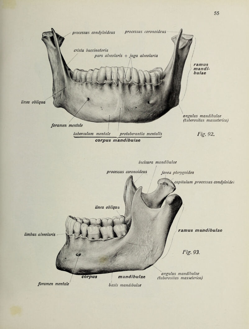 processus coronoideus processus condyloideus crista buccinatoria pars alveolaris + juga alveolaria linea obliqua foramen mentale tubercalum mentale protuberantia mentalis corpus mandibulae [ ramus ) mandi- bulae angulus mandibulae (tuberositas masseterica) Fig. 92. incisura mandibulae processus coronoideus J'ovea pterygoidea linea obliqua processus condyloidei Fig. 93; limbus alveolaris ramus mandibulae foramen mentale mandibulae basis mandibulae angulus mandibulae ftuberositas masseterica)