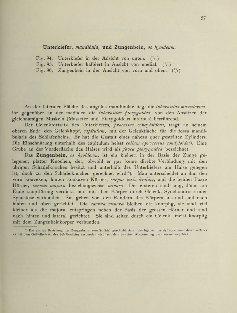 Unterkiefer, mandibula, und Zungenbein, os hyoideum. Fig. 94. Unterkiefer in der Ansicht von unten. (Yi) Fig. 95. Unterkiefer halbiert in Ansicht von medial. (Yi) Fig. 96. Zungenbein in der Ansicht von vorn und oben. (Yi) An der lateralen Fläche des angulus mandibulae liegt die tuberositas masseterica, ihr gegenüber an der medialen die tuberositas ptcrygoidea, von den Ansätzen der gleichnamigen Muskeln (Masseter und Pterygoideus internus) herrührend. Der Gelenkfortsatz des Unterkiefers, processus condyloideus, trägt an seinem oberen Ende den Gelenkkopf, capitulum, mit der Gelenkfläche für die fossa mandi- bularis des Schläfenbeins. Er hat die Gestalt eines nahezu quer gestellten Zylinders. Die Einschnürung unterhalb des capitulum heisst cottum (processus condyloidei). Eine Grube an der Vorderfläche des Halses wird als fovea pterygoidea bezeichnet. Das Zungenbein, os hyoideum, ist ein kleiner, in der Basis der Zunge ge- legener, platter Knochen, der, obwohl er gar keine direkte Verbindung mit den übrigen Schädelknochen besitzt und unterhalb des Unterkiefers am Halse gelegen ist, doch zu den Schädelknochen gerechnet wird*). Man unterscheidet an ihm den vorn konvexen, hinten konkaven' Körper, corpus ossis liyoidei, und die beiden Paare Hörner, cornua majora beziehungsweise ?ninora. Die ersteren sind lang, dünn, am Ende knopfförmig verdickt und mit dem Körper durch Gelenk, Synchondrose oder Synostose verbunden. Sie gehen von den Rändern des Körpers aus und sind nach hinten und oben gerichtet. Die cornua minora bleiben oft knorplig, sie sind viel kleiner als die majora, entspringen neben der Basis der grossen Hörner und sind nach hinten und lateral gerichtet. Sie sind selten durch ein Gelenk, meist knorplig mit dem Zungenbeinkörper verbunden. *) Die einzige Beziehung des Zungenbeins zum Schädel geschieht durch das ligamentum stylohyoideum, durch welches es mit dem Oriffelfortsatz des Schläfenbeins verbunden wird, mit dem es seiner Abstammung nach zusammengehört.