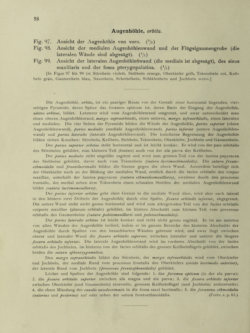 Augenhöhle, orbita. Fig. 97. Ansicht der Augenhöhle von vorn. (1/i) Fig. 98. Ansicht der medialen Augenhöhlenwand und der Flügelgaumengrube (die lateralen Wände sind abgesägt). (Yi) Fig. 99. Ansicht der lateralen Augenhöhleriwand (die mediale ist abgesägt), des sinus maxillaris und der fossa pterygopalatina. (Yi) [In Figur 97 bis 99 ist Stirnbein violett, Siebbein orange, Oberkiefer gelb, Tränenbein rot, Keil- bein griin, Gaumenbein blau, Nasenbein, Scheitelbein, Schläfenbein und Jochbein weiss.] Die Augenhöhle, orbita, ist ein paariger Raum von der Gestalt einer horizontal liegenden, vier- seitigen Pyramide, deren Spitze das foramen opticum ist, deren Basis der Eingang der Augenhöhle, aditus orbilae, bildet. Letzterer wird vom Augenhöhlenrand umgrenzt, und zwar unterscheidet man einen oberen Augenhöhlenrand, margo supraorbitalis, einen unteren, margo infraorbitalis, einen lateralen und medialen. Die vier Seiten der Pyramide bilden die Wände der Augenhöhle, paries superior (obere Augenhöhlenwand), paries medialis (mediale Augenhöhlenwand), paries inferior (untere Augenhöhlen- wand) und paries lateralis (laterale Augenhöhlenwand). Die knöcherne Begrenzung der Augenhöhle bilden sieben Knochen: Stirnbein, Keilbein, Siebbein, Tränenbein, Oberkiefer, Jochbein und Gaumenbein. Der paries superior orbilae steht horizontal und ist leicht konkav. Er wird von der pars orbitalis des Stirnbeins gebildet, zum kleinern Teil (hinten) auch von der ala parva des Keilbeins. Der paries medialis steht ungefähr sagittal und wird zum grossen Teil von der lamina papyracea des Siebbeins gebildet, davor auch vom Tränenbein (sutura lacrimoethmoidalis). Die stitura fronto- ethmoidalis und frontolacrimalis bilden die Grenze gegen die obere Wand. Ausserdem beteiligt sich der Oberkiefer noch an der Bildung der medialen Wand, erstlich durch die facies orbitalis des corpus maxillae, unterhalb der lamina papyracea (sutura ethmoideomaxillaris), zweitens durch den processus frontalis, der medial neben dem Tränenbein einen schmalen Streifen der medialen Augenhöhlenwand bildet (sutura lacrimomaxillaris). Der paries inferior orbitae geht ohne Grenze in die mediale Wand über, wird aber nach lateral in den hintern zwei Dritteln der Augenhöhle durch eine Spalte, fissura orbitalis inferior, abgegrenzt. Die untere Wand steht nicht genau horizontal und wird zum allergrössten Teil von der facies orbitalis corporis maxillae (planum orbitale) gebildet, im hintern Abschnitt zum kleinen Teil vom processus orbitalis des Gaumenbeins (sutura palalomaxillaris und palatoethmoidalis). Der paries lateralis orbitae ist leicht konkav und steht nicht genau sagittal. Er ist am meisten von allen Wänden der Augenhöhle isoliert, indem er im ganzen Bereiche des hinteren Abschnitts der Augenhöhle durch Spalten von den benachbarten Wänden getrennt wird, und zwar liegt zwischen oberer und lateraler Wand die fissura orbitalis superior, zwischen lateraler und unterer die längere fissura orbitalis inferior. Die laterale Augenhöhlenwand wird im vorderen Abschnitt von der facies orbitalis des Jochbeins, im hinteren von der facies orbitalis des grossen Keilbeinflügels gebildet, zwischen beiden die sutura sphenozygomatica. Den margo supraorbitalis bildet das Stirnbein, der margo infraorbitalis w-ird vom Oberkiefer und Jochbein, der mediale Rand vom processus frontalis des Oberkiefers (crista lacrimalis anterior), der laterale Rand vom Jochbein (processus frontosphenoidalis) gebildet. Löcher und Spalten der Augenhöhle sind folgende: 1. das foramen opticum (in der ala parva); 2. die fissura orbitalis superior zwischen ala magna und ala parva; 3. die fissura orbitalis inferior zwischen Oberkiefer (und Gaumenbein) einerseits, grossem Keilbeinflügel (und Jochbein) andererseits; 4. die obere Mündung des canalis nasolacrimaiis in die fossa sacci lacrimalis ; 5. die foramina ethmoidalia (anterius und posterius) auf oder neben der sutura frontoethmoidalis. (Forts, s. p. 61.)