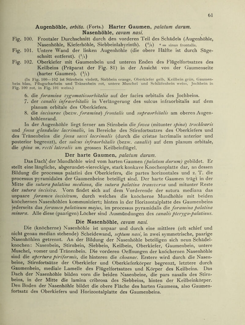 Augenhöhle, orbita. (Forts.) Harter Gaumen, palatum durum. Nasenhöhle, cavum nasi. Fi g. 100. Frontaler Durchschnitt durch den vorderen Teil des Schädels (Augenhöhle, Nasenhöhle, Kieferhöhle, Siebbeinlabyrinth). (4/ß) * = sinus frontalis. Fig. 101. Untere Wand der linken Augenhöhle (die obere Hälfte ist durch Säge- schnitt entfernt), (*/1) Fig. 102. Oberkiefer mit Gaumenbein und unteren Enden des Flügelfortsatzes des Keilbeins (Präparat der Fig. 81) in der Ansicht von der Gaumenseite (harter Gaumen). (J/i) (In Fig. 100—102 ist Stirnbein violett, Siebbein orange, Oberkiefer gelb, Keilbein griin, Gaumen- bein blau, Pflugscharbein und Tränenbein rot, untere Muschel und Schläfenbein weiss, Jochbein in Fig. 100 rot, in Fig. 101 weiss.) 6. die foramina zygomaticoorbitalia auf der facies orbitalis des Jochbeins. 7. der canalis infraorbitalis in Verlängerung des sulcus infraorbitalis auf dem planum orbitale des Oberkiefers. 8. die incisurae (bezw. foramina) frontalis und supraorbitalis am oberen Augen- höhlenrand. In der Augenhöhle liegt ferner am Stirnbein die fovea (mitunter spina) trochlearis und fossa glandulae lacrimalis, im Bereiche des Stirnfortsatzes des Oberkiefers und des Tränenbeins die fossa sacci lacrimalis (durch die cristae lacrimalis anterior und posterior begrenzt), der sulcus infraorbitalis (bezw. canalis') auf dem planum orbitale, die spina m. recti lateralis am grossen Keilbeinflüge]. Der harte Gaumen, palatum durum. Das Dach’ der Mundhöhle wird vom harten Gaumen (palatum durum) gebildet. Er stellt eine längliche, abgerundet-viereckige, stark konkave Knochenplatte dar, an dessen Bildung die processus palatini des Oberkiefers, die partes horizontales und z. T. die processus pyramidales der Gaumenbeine beteiligt sind. Der harte Gaumen trägt in der Mitte die suturapalatina mediana, die sutura palatina transversa und mitunter Reste der sutura incisiva. Vorn findet sich auf dem Vorderende der sutura mediana das unpaare foramen incisivum, durch welches die knöcherne Mundhöhle mit beiden knöchernen Nasenhöhlen kommuniziert; hinten in der Horizontalplatte des Gaumenbeins jederseits das foramenpalatinum majus, im processus pyramidalis die foramina palatina minora. Alle diese (paarigen) Löcher sind Ausmündungen des canalispterygo-palatinus. Die Nasenhöhle, cavum nasi. Die (knöcherne) Nasenhöhle ist unpaar und durch eine mittlere (oft schief und nicht genau median stehende) Scheidewand, septum nasi, in zwei symmetrische, paarige Nasenhöhlen getrennt. An der Bildung der Nasenhöhle beteiligen sich neun Schädel- knochen: Nasenbein, Stirnbein, Siebbein, Keilbein, Oberkiefer, Gaumenbein, untere Muschel, vomer und Tränenbein. Die vorderen Oeffnungen der knöchernen Nasenhöhle sind die apertura piriformis, die hinteren die choanae. Erstere wird durch die Nasen- beine, Stirnfortsätze der Oberkiefer und Oberkieferkörper begrenzt, letztere durch Gaumenbein, mediale Lamelle des Flügelfortsatzes und Körper des Keilbeins. Das Dach der Nasenhöhle bilden vorn die beiden Nasenbeine, die pars nasalis des Stirn- beins, in der Mitte die lamina cribrosa des Siebbeins, hinten der Keilbeinkörper. Den Boden der Nasenhöhle bildet die obere Fläche des harten Gaumens, also Gaumen- fortsatz des Oberkiefers und Horizontalplatte des Gaumenbeins.