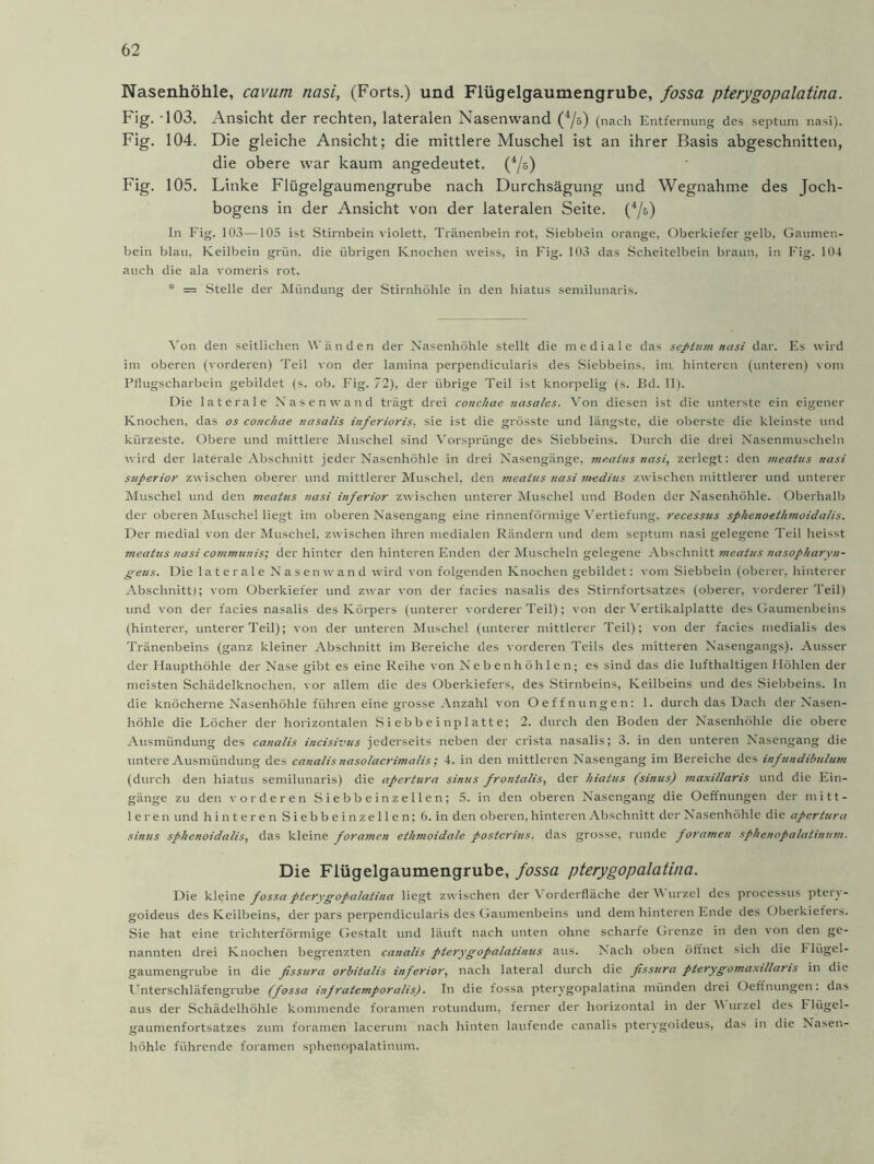 Nasenhöhle, cavum nasi, (Forts.) und Flügelgaumengrube, fossa pterygopalatina. Fig. -103. Ansicht der rechten, lateralen Nasenwand (4/5) (nach Entfernung des septum nasi). Fig. 104. Die gleiche Ansicht; die mittlere Muschel ist an ihrer Basis abgeschnitten, die obere war kaum angedeutet. (4/s) Fig. 105. Linke Flügelgaumengrube nach Durchsägung und Wegnahme des Joch- bogens in der Ansicht von der lateralen Seite. (4/b) In Fig. 103—105 ist Stirnbein violett, Tränenbein rot, Siebbein orange, Oberkiefer gelb, Gaumen- bein blau, Keilbein grün, die übrigen Knochen weiss, in Fig. 103 das Scheitelbein braun, in Fig. 104 auch die ala vomeris rot. * = Stelle der Mündung der Stirnhöhle in den hiatus semilunaris. Von den seitlichen Wänden der Nasenhöhle stellt die mediale das septum nasi dar. Es wird im oberen (vorderen) Teil von der lamina perpendicularis des Siebbeins, im hinteren (unteren) vom Pflugscharbein gebildet (s. ob. Fig. 72), der übrige Teil ist knorpelig (s. Bd. II). Die laterale Nasenwand trägt drei conchae nasales. Von diesen ist die unterste ein eigener Knochen, das os conchae nasalis inferioris. sie ist die grösste und längste, die oberste die kleinste und kürzeste. Obere und mittlere Muschel sind Vorsprünge des Siebbeins. Durch die drei Nasenmuscheln wird der laterale Abschnitt jeder Nasenhöhle in drei Nasengänge, meatus nasi, zerlegt: den meatus nasi superior zwischen oberer und mittlerer Muschel, den meatus nasi medius zwischen mittlerer und unterer Muschel und den meatus nasi inferior zwischen unterer Muschel und Boden der Nasenhöhle. Oberhalb der oberen Muschel liegt im oberen Nasengang eine rinnenförmige Vertiefung, recessus sphenoeihmoidalis. Der medial von der Muschel, zwischen ihren medialen Rändern und dem septum nasi gelegene Teil heisst meatus nasi communis; der hinter den hinteren Enden der Muscheln gelegene Abschnitt meatus nasopharyn- geus. Die laterale Nasenwand wird von folgenden Knochen gebildet: vom Siebbein (oberer, hinterer Abschnitt); vom Oberkiefer und zwar von der facies nasalis des Stirnfortsatzes (oberer, vorderer Teil) und von der facies nasalis des Körpers (unterer vorderer Teil); von der Vertikalplatte des Gaumenbeins (hinterer, unterer Teil); von der unteren Muschel (unterer mittlerer Teil); von der facies medialis des Tränenbeins (ganz kleiner Abschnitt im Bereiche des vorderen Teils des mitteren Nasengangs). Ausser der Haupthöhle der Nase gibt es eine Reihe von Nebenhöhlen; es sind das die lufthaltigen Höhlen der meisten Schädelknochen, vor allem die des Oberkiefers, des Stirnbeins, Keilbeins und des Siebbeins. In die knöcherne Nasenhöhle führen eine grosse Anzahl von Oeffnungen: 1. durch das Dach der Nasen- höhle die Löcher der horizontalen Siebbeinplatte; 2. durch den Boden der Nasenhöhle die obere Ausmündung des canalis incisivus jederseits neben der crista nasalis; 3. in den unteren Nasengang die untere Ausmündung des canalis nasolacrimalis ; 4. in den mittleren Nasengang im Bereiche des infundibulum (durch den hiatus semilunaris) die apertura sinus frontalis, der hiatus (sinus) maxillaris und die Ein- gänge zu den vorderen Siebbeinzellen; 5. in den oberen Nasengang die Oeffnungen der mitt- leren und hinteren Siebbein zellen; 6.in den oberen, hinteren Abschnitt der Nasenhöhle die apertura sinus sphenoidalis, das kleine foramen ethmoidale posterius, das grosse, runde foramen sphcnopalatinum. Die Flügelgaumengrube, fossa pterygopalatina. Die kleine fossa pterygopalatina liegt zwischen der \ orderfläche der V urzel des processus ptery- goideus des Keilbeins, der pars perpendicularis des Gaumenbeins und dem hinteren Ende des Oberkiefers. Sie hat eine trichterförmige Gestalt und läuft nach unten ohne scharfe Grenze in den von den ge- nannten drei Knochen begrenzten canalis pterygopalatinus aus. Nach oben öffnet sich die Flügel- gaumengrube in die ßsstira orbitalis inferior, nach lateral durch die fissura pterygomaxillans in die Unterschläfengrube (fossa infratemporalis). In die fossa pterygopalatina münden drei Oeffnungen: das aus der Schädelhöhle kommende foramen rotundum, ferner der horizontal in der V urzel des Flügel- gaumenfortsatzes zum foramen lacerum nach hinten laufende canalis pterygoideus, das in die Nasen- höhle führende foramen sphenopalatinum.