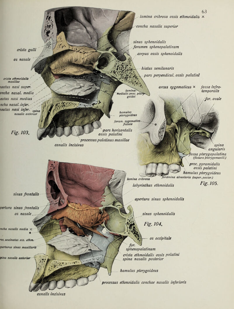 crista galli os nasale crista ethmoidalis , maxillae neatus nasi super. / oncha nasal, media eatus nasi rnedius ncha nasal, infer. neatus nasi infer. spina nasalis anterior Fig. 103. 63 lamina cribrosa ossis ethmoidalis x nasalis superior sinus sphenoidalis foramen sphenopalatinum corpus ossis sphenoidalis hiatus semilunaris pars perpendicul. ossis palatinl arcus zygomaticus x fossa injra• temporalis for. ovale hamulus ~ pterygoideus foram. zygomatito-- faciale pars horizontalis ossis palatini processus palatinus maxillae canalis incisivus lamina cribrosa labyrinthus ethmoidalis spina angularis pterygopalatina (fissura pterygomaxill.) proc. pyramidalis . ossis palatini hamulus pterygoideus irdmina alveolaria (super, posier.) Fig. 105. hamulus pterygoideus apertura sinus sphenoidalis sinus sphenoidalis Fig. 104. os occip’tale sphenopalatinum crista ethmoidalis ossis palatini spina nasalis posterior processus ethmoidalis conchae nasalis inferioris sinus frontalis pertura sinus frontalis os nasale _ i ncha nasalis media X * ■ oc. uncinatus oss. ethm. \perturae sinus maxillaris \pina nasalis anterior canalis incisivus