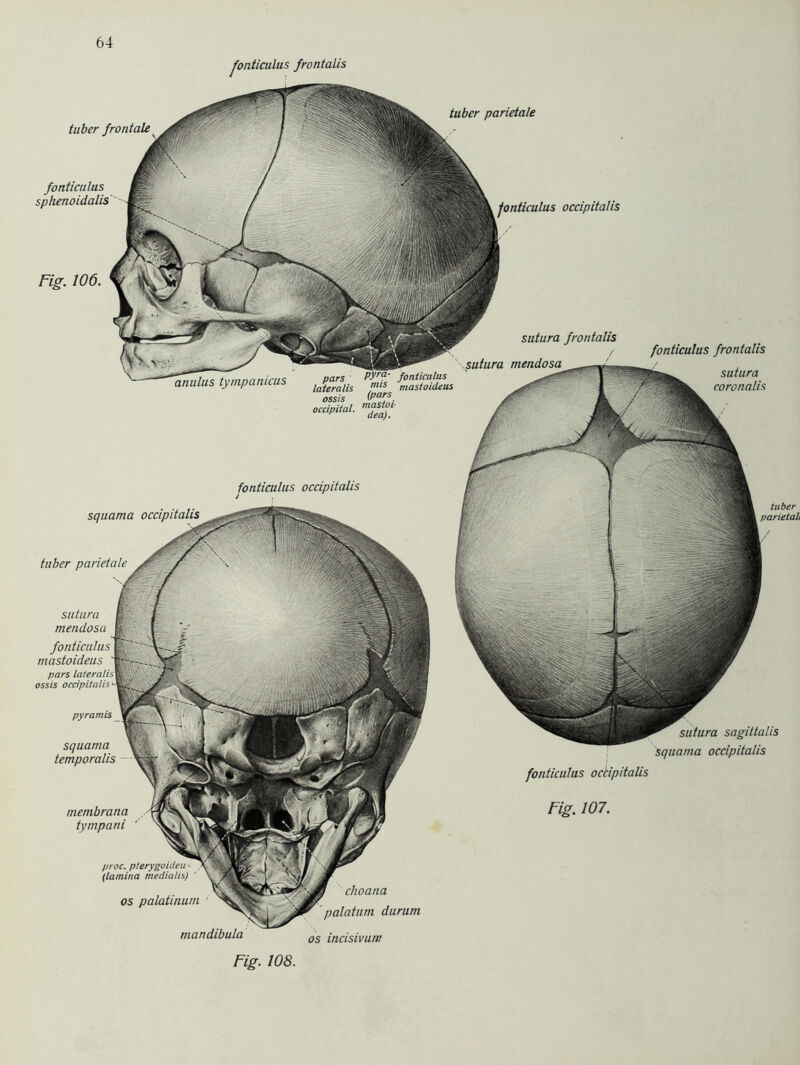 fonticulus frontalis Fig. 106. tuber frontale fonticulus sphenoidalis fonticulus occipitatis ossis (pars occipital. tuber parietale sutura frontalis sutura mendosa fonticulus frontalis sutura coronalis fonticulus occipitalis squama occipitalis tuber parietale tuber parietali sutura sagittalis squama occipitalis fonticulus occipitalis Fig. 107. sutura mendosa fonticulus mastoideus pars ossis occipitalis pyramis squama temporalis membrana tympani proc. pterygoideu > (lamina medialis) os palatinum mandibula choana palatum durum os incisivum Fig. 108.