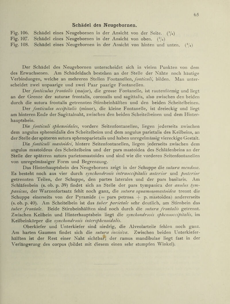 G5 Schädel des Neugebornen. Fig. 106. Schädel eines Neugebornen in der Ansicht von der Seite. (3/4) Fig. 107. Schädel eines Neugebornen in der Ansicht von oben. (3/4) Fig. 108. Schädel eines Neugebornen in der Ansicht von hinten und unten. (3/4) Der Schädel des Neugebornen unterscheidet sich in vielen Punkten von dem des Erwachsenen. Am Schädeldach bestehen an der Stelle der Nähte noch häutige Verbindungen, welche an mehreren Stellen Fontanellen, fonticuli, bilden. Man unter- scheidet zwei unpaarige und zwei Paar paarige Fontanellen. Der fonticulus frontalis (major), die grosse Fontanelle, ist rautenförmig und liegt an der Grenze der suturae frontalis, coronalis und sagittalis, also zwischen den beiden durch die sutura frontalis getrennten Stirnbeinhälften und den beiden Scheitelbeinen. Der fonticulus occipitalis (minor), die kleine Fontanelle, ist dreieckig und liegt am hinteren Ende der Sagittalnaht, zwischen den beiden Scheitelbeinen und dem Hinter- hauptsbein. Die fonticuli sphenoidales, vordere Seitenfontanellen, liegen jederseits zwischen dem angulus sphenoidalis des Scheitelbeins und dem angulus parietalis des Keilbeins, an der Stelle der späteren sutura sphenoparietalis und haben unregelmässig viereckige Gestalt. Die fonticuli mastoidei, hintere Seitenfontanellen, liegen jederseits zwischen dem angulus mastoideus des Scheitelbeins und der pars mastoidea des Schläfenbeins an der Stelle der späteren sutura parietomastoidea und sind wie die vorderen Seitenfontanellen von unregelmässiger Form und Begrenzung. Das Hinterhauptsbein des Neugebornen zeigt in der Schuppe die sutura mendosa. Es besteht noch aus vier durch synchondrosis intraoccipitalis anterior und posterior getrennten Teilen, der Schuppe, den partes laterales und der pars basilaris. Am Schläfenbein (s. ob. p. 39) findet sich an Stelle der pars tympanica der anulus tym- panicus, der Warzenfortsatz fehlt noch ganz, die sutura squamosomastoidea trennt die Schuppe einerseits von der Pyramide (= pars petrosa + p. mastoidea) andererseits (s. ob. p. 40). Am Scheitelbein ist das luber parietale sehr deutlich, am Stirnbein das luber frontale. Beide Stirnbeinhälften sind noch durch die sutura frontalis getrennt. Zwischen Keilbein und Hinterhauptsbein liegt die synchondrosis sphenooccipitalis, im Keilbeinkörper die synchondrosis intersphenoidalis. Oberkiefer und Unterkiefer sind niedrig, die Alveolarteile fehlen noch ganz. Am harten Gaumen findet sich die sutura incisiva. Zwischen beiden Unterkiefer- hälften ist der Rest einer Naht sichtbar; der ramus mandibulae liegt fast in der Verlängerung des corpus (bildet mit diesem einen sehr stumpfen Winkel).