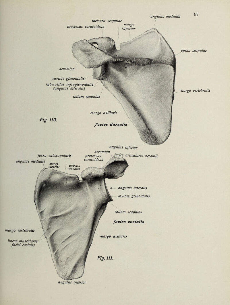 incisura scapulae angulus inferior Fig 110. cavitas glenoidalis tuberositas infrag/enoidalis (angulus lateralis) collum scapulat margo axillaris f ’acies dorsalis processus coracoideus margo acromion inferior fossa subscapularis angulus medialis acromion processus articulans acromii 4— angulus lateralis cavitas glenoidalis collum scapulae fades costa/is margo axillaris Fig. 111. margo vertebralis lineae musculares- faciei costalis spina scapulae .margo vertebralis