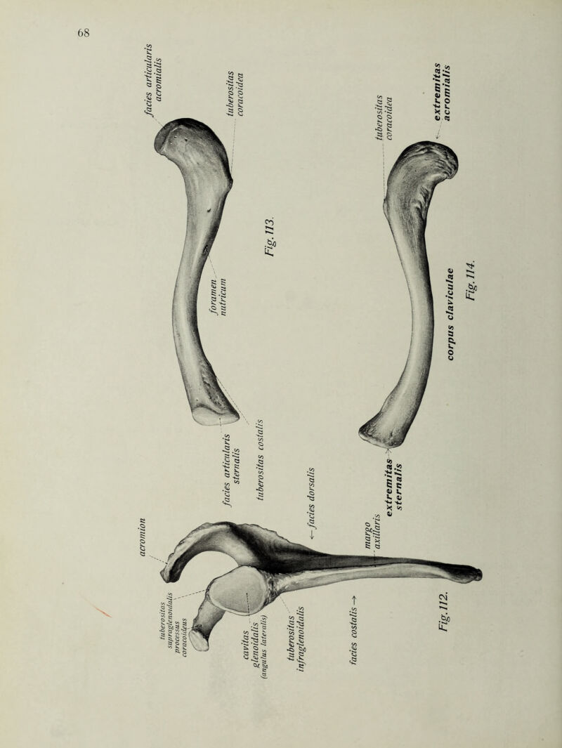 'k corpus clav/culae