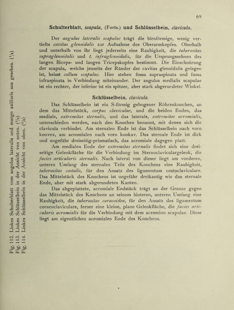 112. Linkes Schulterblatt vom angulus lateralis und margo axillaris aus gesehen. ( 1/ä) ■. 113. Linkes Schlüsselbein in der Ansicht von unten. (2/3) ■. 114. Linkes Schlüsselbein in der Ansicht von oben. fji) Schulterblatt, scapula, (Forts.) und Schlüsselbein, clavicula. Der angulus lateralis scapulae trägt die bimförmige, wenig ver- tiefte cavitas glenoidalis zur Aufnahme des Oberarmkopfes. Oberhalb und unterhalb von ihr liegt jederseits eine Rauhigkeit, die tuberositas supraglenoidalis und t. infraglenoidalis, für die Ursprungssehnen des langen Biceps- und langen Tricepskopfes bestimmt. Die Einschnürung der scapula, welche jenseits der Ränder der cavitas glenoidalis gelegen ist, heisst collum scapulae. Hier stehen fossa supraspinata und fossa infraspinata in Verbindung miteinander. Der angulus medialis scapulae ist ein rechter, der inferior ist ein spitzer, aber stark abgerundeter Winkel. Schlüsselbein, clavicula. Das Schlüsselbein ist ein S-förmig gebogener Röhrenknochen, an dem das Mittelstück, corpus claviculae, und die beiden Enden, das mediale, extremitas sternalis, und das laterale, extremitas acromialis, unterschieden werden, nach den Knochen benannt, mit denen sich die clavicula verbindet. Am sternalen Ende ist das Schlüsselbein nach vorn konvex, am acromialen nach vorn konkav. Das sternale Ende ist dick und ungefähr dreiseitig-prismatisch, das acromiale dagegen platt. Am medialen Ende der extremitas sternalis findet sich eine drei- seitige Gelenkfläche für die Verbindung im Sternoclaviculargelenk, die facies articularis sternalis. Nach lateral von dieser liegt am vorderen, unteren Umfang des sternalen Teils des Knochens eine Rauhigkeit, tuberositas coslalis, für den Ansatz des ligamentum costoclaviculare. Das Mittelstück des Knochens ist ungefähr dreikantig wie das sternale Ende, aber mit stark abgerundeten Kanten. Das abgeplattete, acromiale Endstück trägt an der Grenze gegen das Mittelstück des Knochens an seinem hinteren, unteren Umfang eine Rauhigkeit, die tuberositas coracoidea, für den Ansatz des ligamentum coracoclaviculare, ferner eine kleine, plane Gelenkfläche, die facies arti- cularis acromialis für die Verbindung mit dem acromion scapulae. Diese liegt am eigentlichen acromialen Ende des Knochens. _bJ3 _bJD .tiJD £ £ fe
