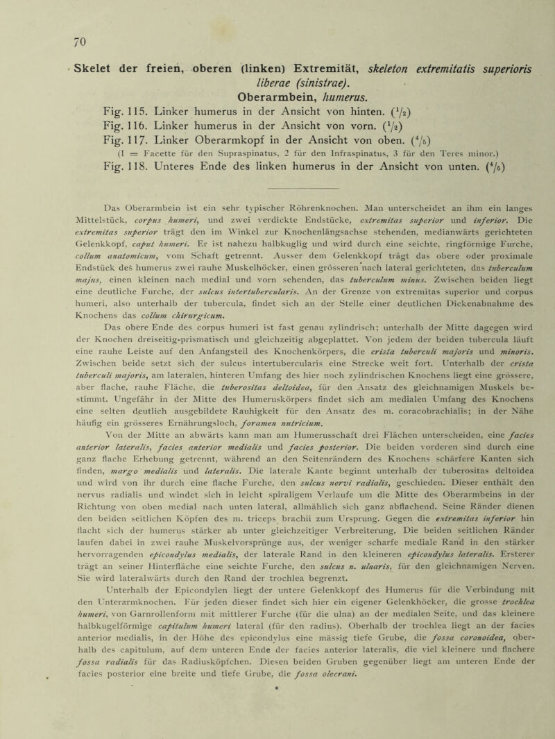 Skelet der freien, oberen (linken) Extremität, skeleton extremitatis superioris liberae (sinistrae). Oberarmbein, humerus. Fig. 115. Linker humerus in der Ansicht von hinten. (^2) Fig. 116. Linker humerus in der Ansicht von vorn. (l/2) Fig. 117- Linker Oberarmkopf in der Ansicht von oben. (4/s) (I = Facette für den Supraspinatus, 2 für den Infraspinatus, 3 für den Teres minor.) Fig. 118. Unteres Ende des linken humerus in der Ansicht von unten. (4/s) Das Oberarmbein ist ein sehr typischer Röhrenknochen. Man unterscheidet an ihm ein langes Mittelstück, corpus humeri, und zwei verdickte Endstücke, extremitas superior und inferior. Die extremitas superior trägt den im Winkel zur Knochenlängsachse stehenden, medianwärts gerichteten Gelenkkopf, captct humeri. Er ist nahezu halbkuglig und wird durch eine seichte, ringförmige Furche, c.ollum anatomicum, vom Schaft getrennt. Ausser dem (Jelenkkopf trägt das obere oder proximale Endstück deS humerus zwei rauhe Muskelhöcker, einen grösseren nach lateral gerichteten, das Utberculttm majus, einen kleinen nach medial und vorn sehenden, das tuberculum minus. Zwischen beiden liegt eine deutliche Furche, der sulcus intertubercularis. An der Grenze von extremitas superior und corpus humeri, also unterhalb der tubercula, findet sich an der Stelle einer deutlichen Dickenabnahme des Knochens das collum chirurgicum. Das obere Ende des corpus humeri ist fast genau zylindrisch: unterhalb der Mitte dagegen wird der Knochen dreiseitig-prismatisch und gleichzeitig abgeplattet. Von jedem der beiden tubercula läuft eine rauhe Leiste auf den Anfangsteil des Knochenkörpers, die crista tubercnli majoris und minoris. Zwischen beide setzt sich der sulcus intertubercularis eine Strecke weit fort. Unterhalb der crista tuberculi majoris, am lateralen, hinteren Umfang des hier noch zylindrischen Knochens liegt eine grössere, aber flache, rauhe Fläche, die tuberositas deltoidea, für den Ansatz des gleichnamigen Muskels be- stimmt. Ungefähr in der Mitte des Humeruskörpers findet sich am medialen Umfang des Knochens eine selten deutlich ausgebildete Rauhigkeit für den Ansatz des m. coracobrachialis; in der Nähe häufig ein grösseres Ernährungsloch, foramen nutricium. Von der Mitte an abwärts kann man am Humerusschaft drei Flächen unterscheiden, eine facies anterior lateralis, facies anterior medialis und facies posterior. Die beiden vorderen sind durch eine ganz flache Erhebung getrennt, während an den Seitenrändern des Knochens schärfere Kanten sich finden, margo medialis und lateralis. Die laterale Kante beginnt unterhalb der tuberositas deltoidea und wird von ihr durch eine flache Furche, den sulcus nervi radialis, geschieden. Dieser enthält den nervus radialis und windet sich in leicht spiraligem Verlaufe um die Mitte des Oberarmbeins in der Richtung von oben medial nach unten lateral, allmählich sich ganz abflachend. Seine Ränder dienen den beiden seitlichen Köpfen des m. triceps brachii zum Ursprung. Gegen die extremitas inferior hin flacht sich der humerus stärker ab unter gleichzeitiger Verbreiterung, Die beiden seitlichen Ränder laufen dabei in zwei rauhe Muskelvorsprünge aus, der weniger scharfe mediale Rand in den stärker hervorragenden epicondylus medialis, der laterale Rand in den kleineren epicondylus lateralis. Ersterer trägt an seiner Hinterfläche eine seichte Furche, den sulcus n. ulnaris, für den gleichnamigen Nerven. Sie wird lateralwärts durch den Rand der trochlea begrenzt. Unterhalb der Epicondylen liegt der untere Gelenkkopf des Humerus für die Verbindung mit den Unterarmknochen. Für jeden dieser findet sich hier ein eigener Gelenkhöcker, die grosse trochlea humeri, von Garnrollenform mit mittlerer Furche (für die ulna) an der medialen Seite, und das kleinere halbkugelförmige capitulum humeri lateral (für den radius). Oberhalb der trochlea liegt an der facies anterior medialis, in der Höhe des epicondylus eine mässig tiefe Grube, die fossa coronoidea, ober- halb des capitulum. auf dem unteren Ende der facies anterior lateralis, die viel kleinere und flachere fossa radialis für das Radiusköpfchen. Diesen beiden Gruben gegenüber liegt am unteren Ende der facies posterior eine breite und tiefe Grube, die fossa olecrani.