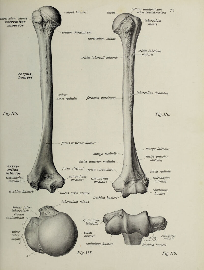 — facies posterior humeri margo medialis facies anterior medialis fossa olecrani Jossa coronoidea epicondylus ■ , , medialis epicondylus medialis sulcus nervi ulnaris trochlea humeri collum chirurgicum tuberculum minus crista tuberculi minoris foramen nutricium crista tuberculi — majoris tuberositas deltoidea corpus humeri Fig. 115. Fig. 116. trochlea margo lateralis anterior lateralis fossa radialis epicondylus lateralis capitulum humeri tuberculum majus extremitas superior nervi radialis extre- mitas inferior epicondylus lateralis -caput humeri ca put collum anatomicum sulcus intertubercularis tuberculum minus epicondylus lateralis caput humeri capitulum humeri Fig. 117. , epicondylus sulcus mediluis nervi uln. trochlea humeri Fig. 118. tuber- culum majus sulcus inter- tubercularis ' collum X anatomicum