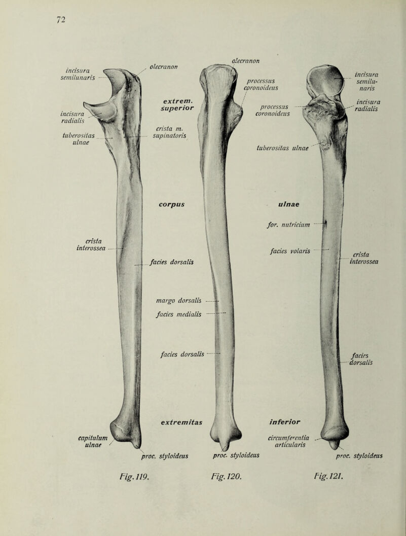 olecranon in eis um semilu- naris incisura radialis incisura semi/unaris olecranon incisura radialis tuberosiiu„ ulnae crista interossea - extrem. superior crista m. supinatoris tuberositas ulnae ulnae for. nutricium facies volaris crista interossea processus epronoideus processus coronoideus facies dorsalis 1 margo dorsalis —4- facies medialis —if corpus facies dorsalis — extremitas proc. styloideus proc. styloideus inferior circumferentia articularis facies dorsalis proc. styloideus Fig. 119. Fig. 120. fig. 121.