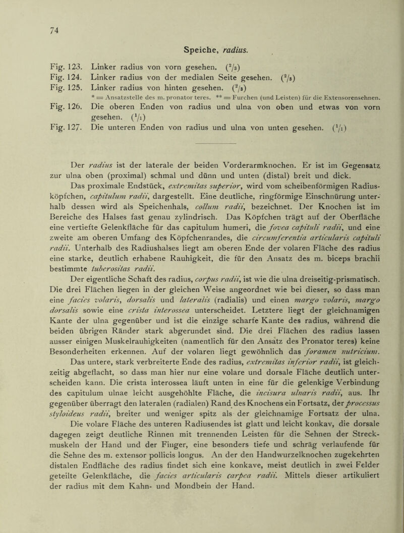 Speiche, radius. Fig. 123. Fig. 124. Fig. 125. Fig. 126. Fig. 12/. Linker radius von vorn gesehen. (2/3) Linker radius von der medialen Seite gesehen. (2/s) Linker radius von hinten gesehen. (2/ä) * = Ansatzstelle des m. pronator teres. ** = Furchen (und Leisten) für die Extensorensehnen. Die oberen Enden von radius und ulna von oben und etwas von vorn gesehen. (*/i) Die unteren Enden von radius und ulna von unten gesehen. (*/i) Der radius ist der laterale der beiden Vorderarmknochen. Er ist im Gegensatz zur ulna oben (proximal) schmal und dünn und unten (distal) breit und dick. Das proximale Endstück, extremitas superior, wird vom scheibenförmigen Radius- köpfchen, capitulum. radii, dargestellt. Eine deutliche, ringförmige Einschnürung unter- halb dessen wird als Speichenhals, collum radii, bezeichnet. Der Knochen ist im Bereiche des Halses fast genau zylindrisch. Das Köpfchen trägt auf der Oberfläche eine vertiefte Gelenkfläche für das capitulum humeri, die fovea capituli radii, und eine zweite am oberen Umfang des Köpfchenrandes, die circumferentia articularis capituli radii. Unterhalb des Radiushalses liegt am oberen Ende der volaren Fläche des radius eine starke, deutlich erhabene Rauhigkeit, die für den Ansatz des m. biceps brachii bestimmte iuberositas radii. Der eigentliche Schaft des radius, corpus radii, ist wie die ulna dreiseitig-prismatisch. Die drei Flächen liegen in der gleichen Weise angeordnet wie bei dieser, so dass man eine facies volaris, dorsalis und lateralis (radialis) und einen margo volaris, margo dorsalis sowie eine crista interossea unterscheidet. Letztere liegt der gleichnamigen Kante der ulna gegenüber und ist die einzige scharfe Kante des radius, während die beiden übrigen Ränder stark abgerundet sind. Die drei Flächen des radius lassen ausser einigen Muskelrauhigkeiten (namentlich für den Ansatz des Pronator teres) keine Besonderheiten erkennen. Auf der volaren liegt gewöhnlich das foramen nutricium. Das untere, stark verbreiterte Ende des radius, extremitas inferior radii, ist gleich- zeitig abgeflacht, so dass man hier nur eine volare und dorsale Fläche deutlich unter- scheiden kann. Die crista interossea läuft unten in eine für die gelenkige Verbindung des capitulum ulnae leicht ausgehöhlte Fläche, die incisura ulnaris radii, aus. Ihr gegenüber überragt den lateralen (radialen) Rand des Knochens ein Fortsatz, derprocessus styloideus radii, breiter und weniger spitz als der gleichnamige Fortsatz der ulna. Die volare Fläche des unteren Radiusendes ist glatt und leicht konkav, die dorsale dagegen zeigt deutliche Rinnen mit trennenden Leisten für die Sehnen der Streck- muskeln der Hand und der Finger, eine besonders tiefe und schräg verlaufende für die Sehne des m. extensor pollicis longus. An der den Handwurzelknochen zugekehrten distalen Endfläche des radius findet sich eine konkave, meist deutlich in zwei Felder geteilte Gelenkfläche, die facies articularis carpea radii. Mittels dieser artikuliert der radius mit dem Kahn- und Mondbein der Hand.