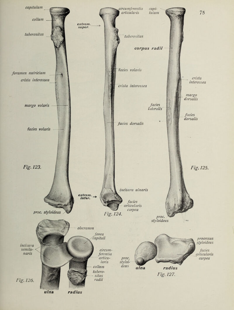 foramen nutricium crista interossea margo volaris fades volaris Fig. 123. proc. styloideus capitulum collum tuberositas extrem. super. extrem. iafer. Fig. 125. ulnaris mferentia capi- ardcularis tulum tuberositas corpus radii volaris crista interossea fades lateralis fades dorsalis fades articularis carpca Fig. 124. crista interossea margo dorsalis fades dorsalis proc. incisura setnilu- naris Fig. 126. olecranon radius circum- ferenda articu- laris - collum tubero- radii styloideus proc. styloi- deus processus fades articularis carpea radius