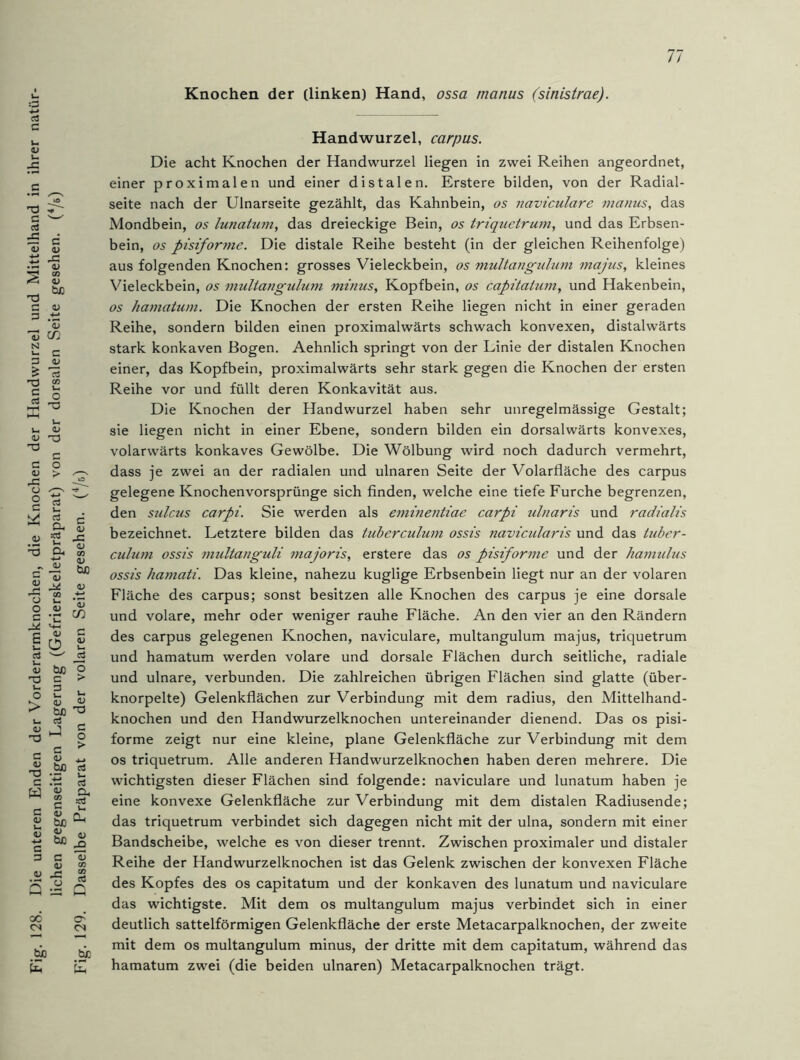128. Die unteren Enden der Vorderarmknochen, die Knochen der Handwurzel und Mittelhand in ihrer natür- lichen gegenseitigen Lagerung (Gefrierskeletpräparat) von der dorsalen Seite gesehen. (4/s) . 129. Dasselbe Präparat von der volaren Seite gesehen. (4/s) Handwurzel, carpus. Die acht Knochen der Handwurzel liegen in zwei Reihen angeordnet, einer proximalen und einer distalen. Erstere bilden, von der Radial- seite nach der Ulnarseite gezählt, das Kahnbein, os naviculare manus, das Mondbein, os lunatum, das dreieckige Bein, os triquetrum, und das Erbsen- bein, os pisiforme. Die distale Reihe besteht (in der gleichen Reihenfolge) aus folgenden Knochen: grosses Vieleckbein, os multangulum majus, kleines Vieleckbein, os multangulum minus, Kopfbein, os capitatum, und Hakenbein, os hamatum. Die Knochen der ersten Reihe liegen nicht in einer geraden Reihe, sondern bilden einen proximalwärts schwach konvexen, distalwärts stark konkaven Bogen. Aehnlich springt von der Linie der distalen Knochen einer, das Kopfbein, proximalwärts sehr stark gegen die Knochen der ersten Reihe vor und füllt deren Konkavität aus. Die Knochen der Handwurzel haben sehr unregelmässige Gestalt; sie liegen nicht in einer Ebene, sondern bilden ein dorsalwärts konvexes, volarwärts konkaves Gewölbe. Die Wölbung wird noch dadurch vermehrt, dass je zwei an der radialen und ulnaren Seite der Volarfläche des carpus gelegene Knochenvorsprünge sich finden, welche eine tiefe Furche begrenzen, den sulcus carpi. Sie werden als eminentiae carpi ulnaris und radialis bezeichnet. Letztere bilden das tuberculum ossis navicularis und das tuber- culum ossis multanguli majoris, erstere das os pisiforme und der hamulus ossis hamati. Das kleine, nahezu kuglige Erbsenbein liegt nur an der volaren Fläche des carpus; sonst besitzen alle Knochen des carpus je eine dorsale und volare, mehr oder weniger rauhe Fläche. An den vier an den Rändern des carpus gelegenen Knochen, naviculare, multangulum majus, triquetrum und hamatum werden volare und dorsale Flächen durch seitliche, radiale und ulnare, verbunden. Die zahlreichen übrigen Flächen sind glatte (über- knorpelte) Gelenkflächen zur Verbindung mit dem radius, den Mittelhand- knochen und den Handwurzelknochen untereinander dienend. Das os pisi- forme zeigt nur eine kleine, plane Gelenkfläche zur Verbindung mit dem os triquetrum. Alle anderen Handwurzelknochen haben deren mehrere. Die wichtigsten dieser Flächen sind folgende: naviculare und lunatum haben je eine konvexe Gelenkfläche zur Verbindung mit dem distalen Radiusende; das triquetrum verbindet sich dagegen nicht mit der ulna, sondern mit einer Bandscheibe, welche es von dieser trennt. Zwischen proximaler und distaler Reihe der Handwurzelknochen ist das Gelenk zwischen der konvexen Fläche des Kopfes des os capitatum und der konkaven des lunatum und naviculare das wichtigste. Mit dem os multangulum majus verbindet sich in einer deutlich sattelförmigen Gelenkfläche der erste Metacarpalknochen, der zweite mit dem os multangulum minus, der dritte mit dem capitatum, während das £ £ hamatum zwrei (die beiden ulnaren) Metacarpalknochen trägt.