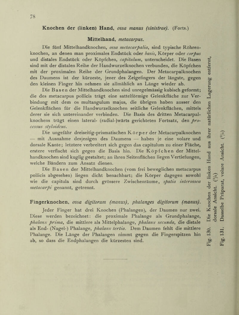 Knochen der (linken) Hand, ossa manus (sinistrae). (Forts.) Mittelhand, metacarpus. Die fünf Mittelhandknochen, ossa metacarpalia, sind typische Röhren- knochen, an denen man proximales Endstück oder basis, Körper oder corpus und distales Endstück oder Köpfchen, capitulum, unterscheidet. Die Basen sind mit der distalen Reihe der Handwurzelknochen verbunden, die Köpfchen mit der proximalen Reihe der Grundphalangen. Der Metacarpalknochen des Daumens ist der kürzeste, jener des Zeigefingers der längste, gegen den kleinen Finger hin nehmen sie allmählich an Länge wieder ab. Die Basen der Mittelhandknochen sind unregelmässig kubisch geformt; die des metacarpus pollicis trägt eine sattelförmige Gelenkfläche zur Ver- bindung mit dem os multangulum majus, die übrigen haben ausser den Gelenkflächen für die Handwurzelknochen seitliche Gelenkflächen, mittels derer sie sich untereinander verbinden. Die Basis des dritten Metacarpal- knochens trägt einen lateral- (radial-)wärts gerichteten Fortsatz, den pro- ccssus styloideus. Die ungefähr dreiseitig-prismatischen Körper der Metacarpalknochen — mit Ausnahme desjenigen des Daumens — haben je eine volare und dorsale Kante; letztere verbreitert sich gegen das capitulum zu einer Fläche, erstere verflacht sich gegen die Basis hin. Die Köpfchen der Mittel- handknochen sind kuglig gestaltet; an ihren Seitenflächen liegen Vertiefungen, Diese werden bezeichnet: die proximale Phalange als Grundphalange, phalanx prima, die mittlere als Mittelphalange, phalanx secunda, die distale als End- (Nagel-) Phalange, phalanx tertia. Dem Daumen fehlt die mittlere Phalange. Die Länge der Phalangen nimmt gegen die Fingerspitzen hin _bJD U E E ab, so dass die Endphalangen die kürzesten sind. ■. 130. Die Knochen der linken Hand aus ihrer natürlichen Lagerung entfernt,