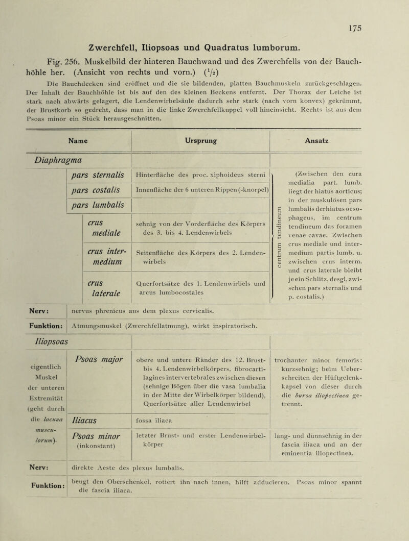 Zwerchfell, Iliopsoas und Quadratus lumborum. Fig. 256. Muskelbild der hinteren Bauchwand und des Zwerchfells von der Bauch- höhle her. (Ansicht von rechts und vorn.) (72) Die Bauchdecken sind eröffnet und die sie bildenden, platten Bauchmuskeln zurückgeschlagen. Der Inhalt der Bauchhöhle ist bis auf den des kleinen Beckens entfernt. Der Thorax der Leiche ist stark nach abwärts gelagert, die Lendenwirbelsäule dadurch sehr stark (nach vorn konvex) gekrümmt, der Brustkorb so gedreht, dass man in die linke Zwerchfellkuppel voll hineinsieht. Rechts ist aus dem Psoas minor ein Stück herausgeschnitten. Name Ursprung Ansatz Diaphragma pars sternalis Hinterfläche des proc. xiphoideus sterni (Zwischen den cura medialia part. lumb. liegt der hiatus aorticus; in der muskulösen pars E lumbalis derhiatusoeso- ^ phageus, im centrum Es tendineum das foramen • jy venae cavae. Zwischen g crus mediale und inter- C medium partis lumb. u. £ zwischen crus interm. 0 und crus laterale bleibt je ein Schlitz, desgl, zwi- schen pars sternalis und p. costalis.) pars costalis Innenfläche der 6 unteren Rippen (-knorpel) pars lumbalis crus mediale sehnig von der Vorderfläche des Körpers des 3. bis 4. Lendenwirbels crus inter- medium Seitenfläche des Körpers des 2. Lenden- wirbels crus laterale Querfortsätze des 1. Lendenwirbels und arcus lumbocostales Nerv: nervus phrenicus aus dem plexus cervicalis. Funktion: Atmungsmuskel (Zwerchfellatmung), wirkt inspiratorisch. Iliopsoas eigentlich Muskel der unteren Extremität (geht durch die lacuna muscu- lorum). Psoas major obere und untere Ränder des 12. Brust- bis 4. Lendenwirbelkörpers, fibrocarti- lagines intervertebrales zwischen diesen (sehnige Bögen über die vasa lumbalia in der Mitte der Wirbelkörper bildend), Querfortsätze aller Lendenwirbel trochanter minor femoris: kurzsehnig; beim Ueber- schreiten der Hüftgelenk- kapsel von dieser durch die bursa iliopectinea ge- trennt. Iliacus fossa iliaca Psoas minor (inkonstant) letzter Brust- und erster Lendenwirbel- körper lang- und dünnsehnig in der fascia iliaca und an der eminentia iliopectinea. Nerv: direkte Aeste des plexus lumbalis. Funktion: beugt den Oberschenkel, rotiert ihn nach innen, hilft adducieren. Psoas minor spannt die fascia iliaca.