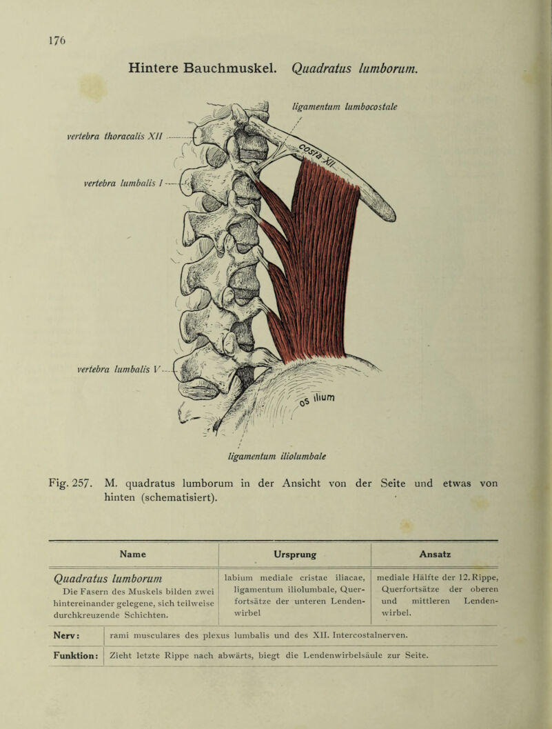 Hintere Bauchmuskel. Quadratus lumborum. vertebra thoracalis XII ( vertebra lumbalis 1 ligamentum lumbocostale vertebra lumbalis V— '/ ligamentum iliolumbale Fig. 257. M. quadratus lumborum in der Ansicht von der Seite und etwas von hinten (schematisiert). Name Ursprung Ansatz Quadratus lumborum Die Fasern des Muskels bilden zwei hintereinander gelegene, sich teilweise durchkreuzende Schichten. labium mediale cristae iliacae, ligamentum iliolumbale, Quer- fortsätze der unteren Lenden- wirbel mediale Hälfte der 12. Rippe, Querfortsätze der oberen und mittleren Lenden- wirbel. Nerv: rami musculares des plexus lumbalis und des XII. Intercostalnerven. Funktion: Zieht letzte Rippe nach abwärts, biegt die Lendenwirbelsäule zur Seite.