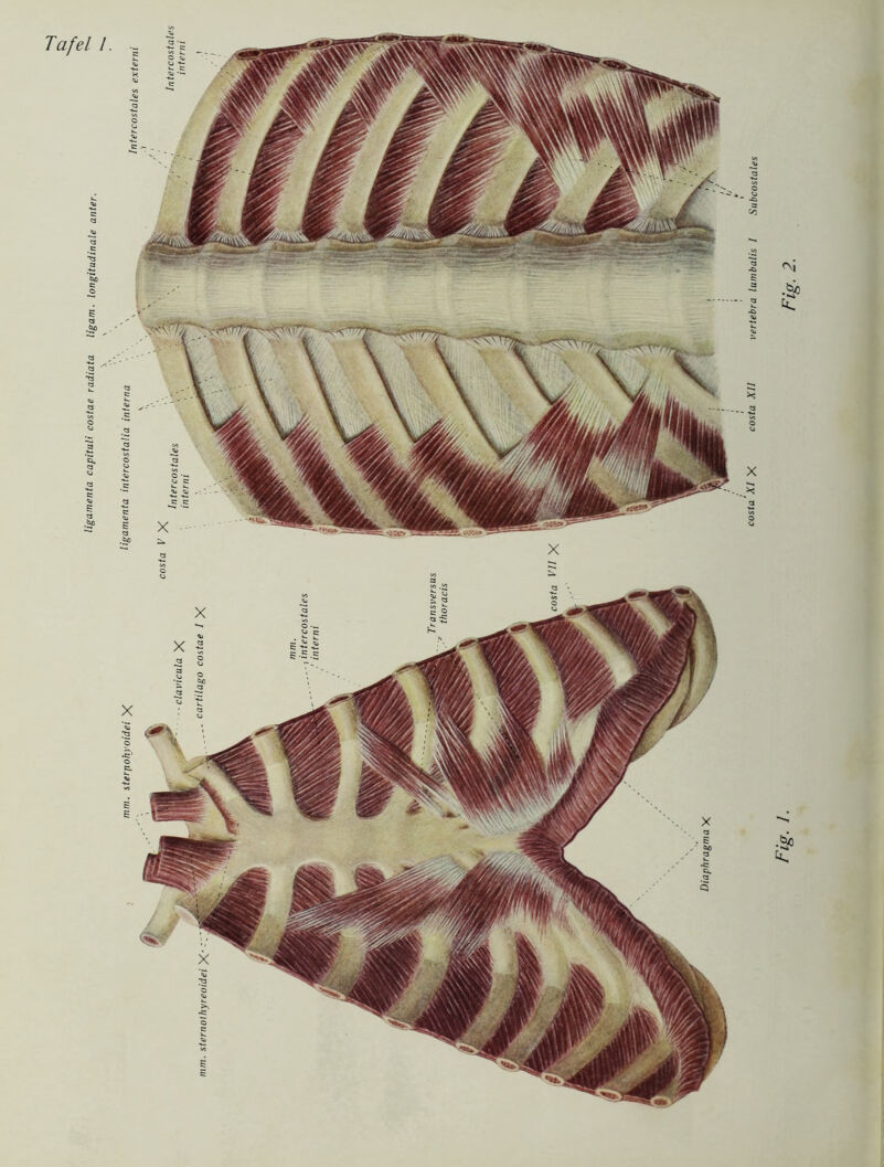 ligamenta capituli costae radiata ligam. longitudinale anter.