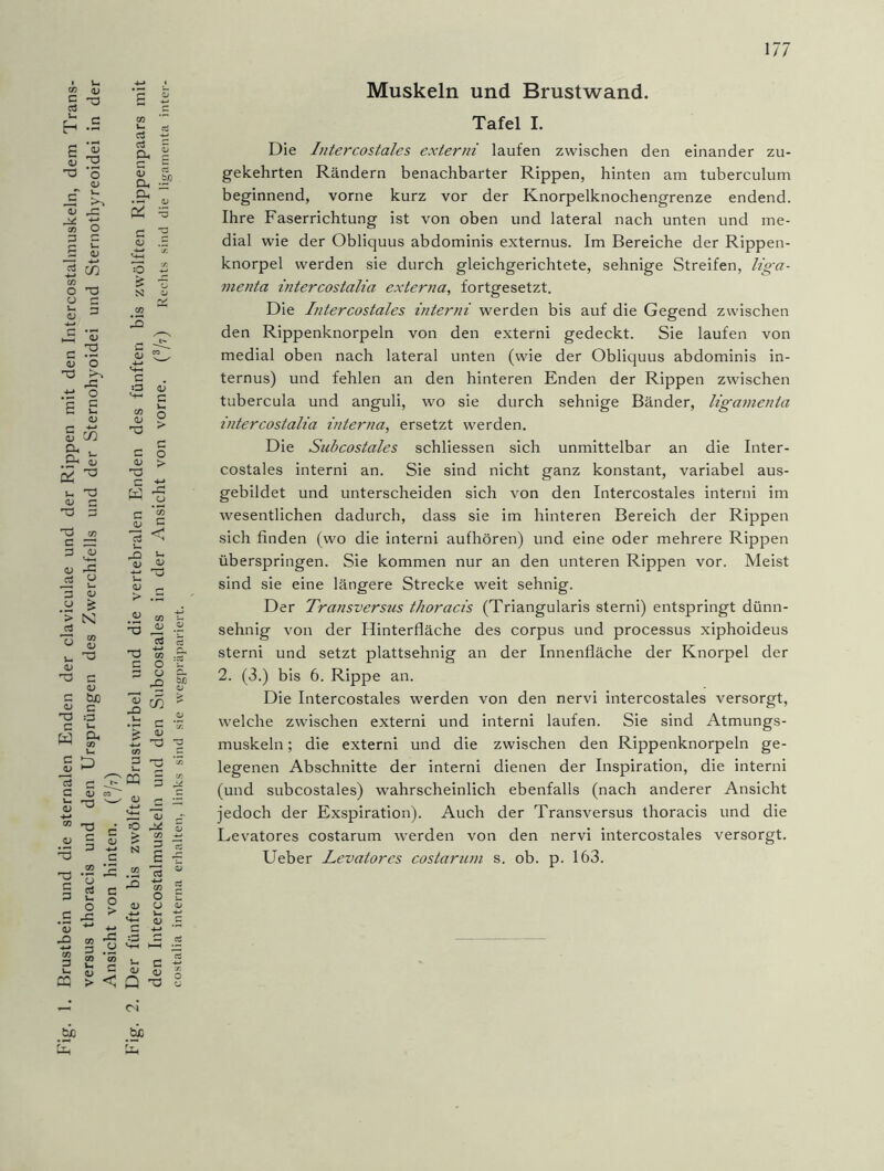 CO <U i ^ u r* E- -2 p *5 S 2 ^ O <V ^5 <V co O D C (—• v- S <L> 5 co CO O TJ CJ c u 3 O ^ C 3 (L> o T3 >■> -C .+i o £ £ <U 5 CO PH , u T3 <L> G ^ G C ^G G o Uh »-C A £ P O .2 & £ N 7j co U <D a> G G o; C bß <D G :p W JD 13 <D <D *0 b/D c3 cd O. 5 Oh 3 3 « =5 O & S! CO 13 c :G CO CU 'U c <u G w | c 2 aj £ ci *- <L> l> — TJ ^ B i. 3 A .£ cö 5 T3 C (U .£) o o ,Q Cß c (LI D G u G3 m G s CO <v G v^ C Uh <L> o C <v £ CO 5 N r* C CO _ r-, CO 13 *o ci Ih O c o > £ ■*—* CO O O V- H-* 4-> Uh <D H-» CO rC :G c G Uh bX) ” i~. c A OJ < Q T3 CN bjc Muskeln und Brustwand. Tafel I. Die Intercostales externi laufen zwischen den einander zu- gekehrten Rändern benachbarter Rippen, hinten am tuberculum beginnend, vorne kurz vor der Knorpelknochengrenze endend. Ihre Faserrichtung ist von oben und lateral nach unten und me- dial wie der Obliquus abdominis externus. Im Bereiche der Rippen- knorpel werden sie durch gleichgerichtete, sehnige Streifen, liga- menta intercostalia externa, fortgesetzt. Die Intercostales interni werden bis auf die Gegend zwischen den Rippenknorpeln von den externi gedeckt. Sie laufen von medial oben nach lateral unten (wie der Obliquus abdominis in- ternus) und fehlen an den hinteren Enden der Rippen zwischen tubercula und anguli, wo sie durch sehnige Bänder, ligamenia intercostalia interna, ersetzt werden. Die Subcostales schliessen sich unmittelbar an die Inter- costales interni an. Sie sind nicht ganz konstant, variabel aus- gebildet und unterscheiden sich von den Intercostales interni im wesentlichen dadurch, dass sie im hinteren Bereich der Rippen sich finden (wo die interni aufhören) und eine oder mehrere Rippen überspringen. Sie kommen nur an den unteren Rippen vor. Meist sind sie eine längere Strecke weit sehnig. Der Transversus thoracis (Triangularis sterni) entspringt dünn- sehnig von der Hinterfläche des corpus und processus xiphoideus sterni und setzt plattsehnig an der Innenfläche der Knorpel der 2. (3.) bis 6. Rippe an. Die Intercostales werden von den nervi intercostales versorgt, welche zwischen externi und interni laufen. Sie sind Atmungs- muskeln ; die externi und die zwischen den Rippenknorpeln ge- legenen Abschnitte der interni dienen der Inspiration, die interni (und subcostales) wahrscheinlich ebenfalls (nach anderer Ansicht jedoch der Exspiration). Auch der Transversus thoracis und die Levatores costarum werden von den nervi intercostales versorgt. Ueber Levator es costarum s. ob. p. 163.