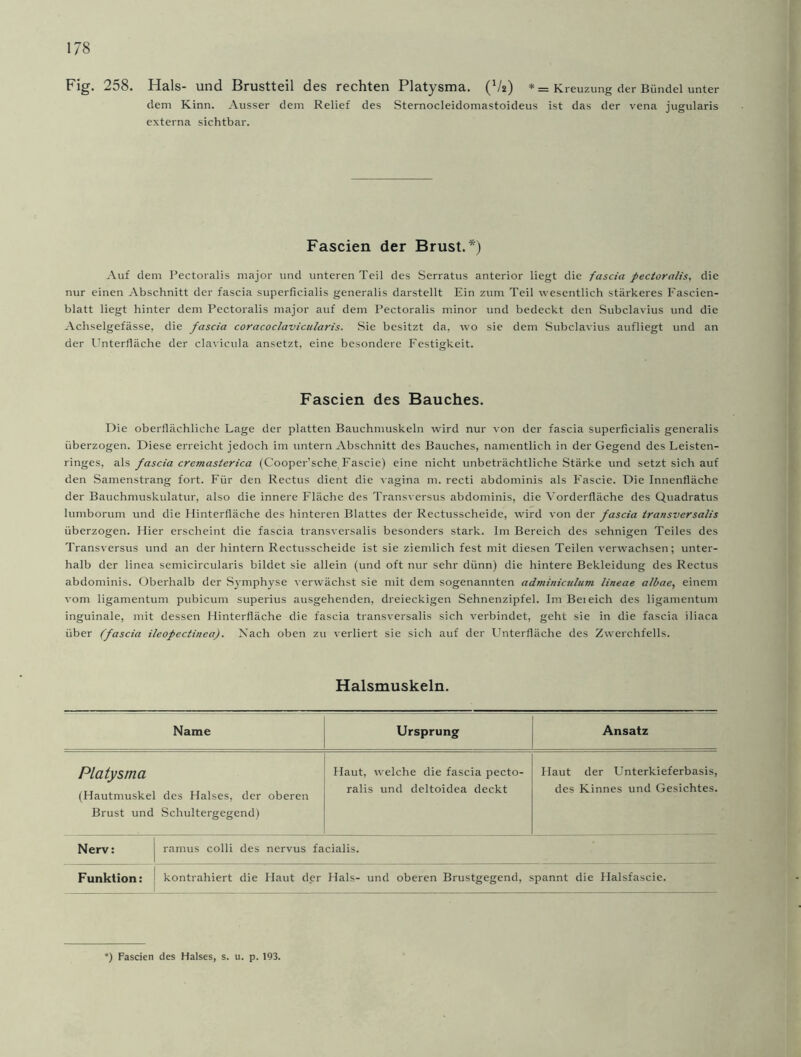Fig. 258. Hals- und Brustteil des rechten Platysma. (V2) * = Kreuzung der Bündel unter dem Kinn. Ausser dem Relief des Sternocleidomastoideus ist das der vena jugularis externa sichtbar. Fascien der Brust.*) Auf dem Pectoralis major und unteren Teil des Serratus anterior liegt die fascia pectoralis, die nur einen Abschnitt der fascia superficialis generalis darstellt Ein zum Teil wesentlich stärkeres Fascien- blatt liegt hinter dem Pectoralis major auf dem Pectoralis minor und bedeckt den Subclavius und die Achselgefässe, die fascia coracoclavicularis. Sie besitzt da, wo sie dem Subclavius aufliegt und an der Unterfläche der clavicula ansetzt, eine besondere Festigkeit. Fascien des Bauches. Die oberflächliche Lage der platten Bauchmuskeln wird nur von der fascia superficialis generalis überzogen. Diese erreicht jedoch im untern Abschnitt des Bauches, namentlich in der Gegend des Leisten- ringes, als fascia cremasterica (Cooper’sche Fascie) eine nicht unbeträchtliche Stärke und setzt sich auf den Samenstrang fort. Für den Rectus dient die vagina m. recti abdominis als Fascie. Die Innenfläche der Bauchmuskulatur, also die innere Fläche des Transversus abdominis, die Vorderfläche des Quadratus lumborum und die Hinterfläche des hinteren Blattes der Rectusscheide, wird von der fascia transversalis überzogen. Hier erscheint die fascia transversalis besonders stark. Im Bereich des sehnigen Teiles des Transversus und an der hintern Rectusscheide ist sie ziemlich fest mit diesen Teilen verwachsen; unter- halb der linea semicircularis bildet sie allein (und oft nur sehr dünn) die hintere Bekleidung des Rectus abdominis. Oberhalb der Symphyse verwächst sie mit dem sogenannten adrniniculum lineae albae, einem vom ligamentum pubicum superius ausgehenden, dreieckigen Sehnenzipfel. Im Bei eich des ligamentum inguinale, mit dessen Hinterfläche die fascia transversalis sich verbindet, geht sie in die fascia iliaca über (fascia ileopectinca). Nach oben zu verliert sie sich auf der Unterfläche des Zwerchfells. Halsmuskeln. Name Ursprung Ansatz Platysma (Hautmuskel des Halses, der oberen Brust und Schultergegend) Haut, welche die fascia pecto- ralis und deltoidea deckt Haut der Unterkieferbasis, des Kinnes und Gesichtes. Nerv: ramus colli des nervus facialis. Funktion: kontrahiert die Haut der Hals- und oberen Brustgegend, spannt die Halsfascie. *) Fascien des Halses, s. u. p. 193.