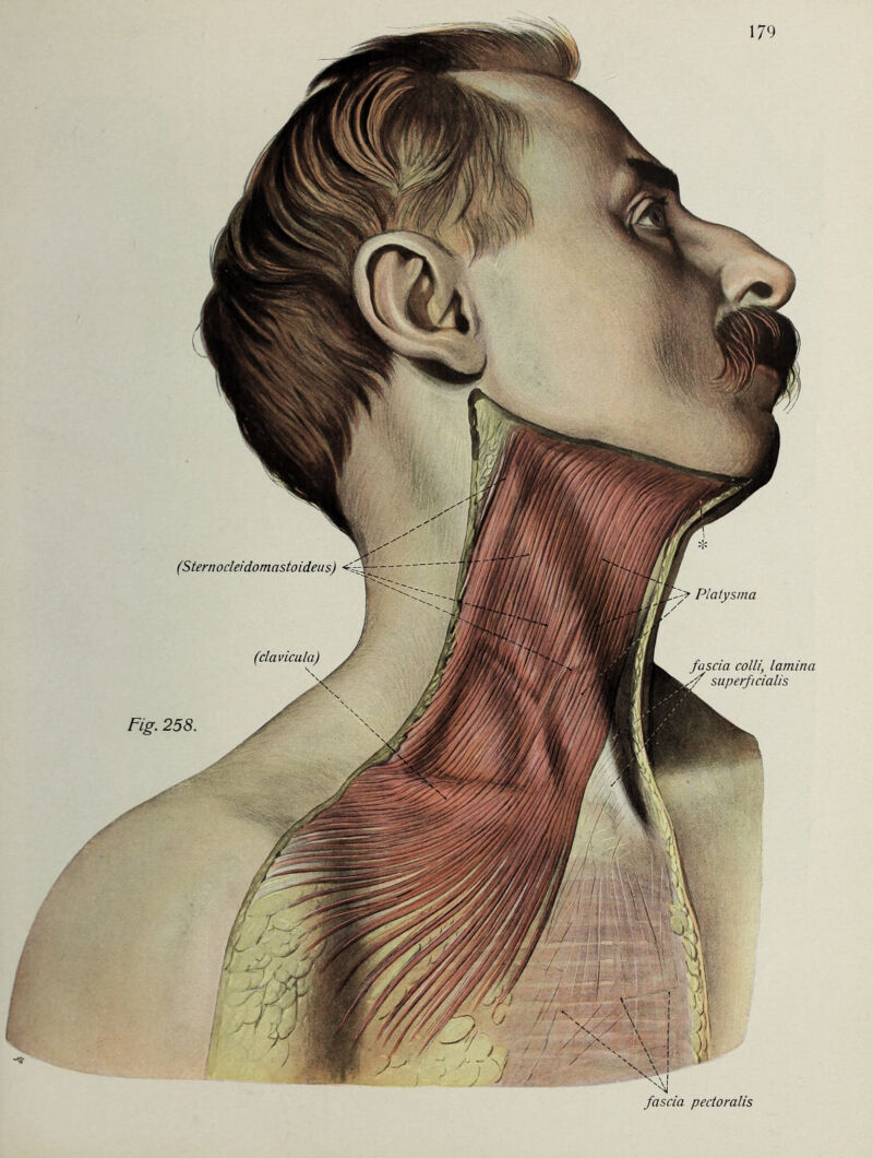 Platysma (clavLCula) colli, H (Sternocleidomastoideus) fascia pecloralis