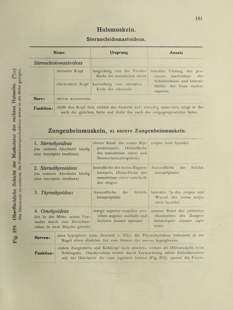 Fig. 259. Oberflächliche Schicht der Muskulatur der rechten Halsseite. (e/io) Die Halsfascie ist entfernt, die Unterkieferspeicheldrüse etwas in die Höhe gezogen. Halsmuskeln. Sternocleidomastoideus. Name Ursprung Ansatz Sternocleidomastoideus sternaler Kopf langsehnig von der Vorder- fläche des manubrium sterni lateraler Umfang des pro- cessus mastoideus des Schläfenbeins und laterale Hälfte der linea nuchae superior. clavicularer Kopf kurzsehnig vom sternalen Ende der clavicula Nerv: nervus accessorius. Funktion: stellt den Kopf fest, richtet das Gesicht auf; einseitig innerviert, neigt er ihn nach der gleichen Seite und dreht ihn nach der entgegengesetzten Seite. Zungenbeinmuskeln, a) untere Zungenbeinmuskeln. 1. Sternohyoideus (im unteren Abschnitt häufig eine inscriptio tendinea) oberer Rand des ersten Rip- penknorpels, Hinterfläche des manubrium sterni und Sternoclaviculargelenks corpus ossis hyoidei. 2. Sternothyreoideus (im unteren Abschnitt häufig eine inscriptio tendinea) Innenfläche des ersten Rippen- knorpels, Hinterfläche des manubrium sterni unterhalb des obigen Aussenfläche der Schild- knorpelplatte. 3. Thyreohyoideus Aussenfläche der Schild- knorpelplatte laterales ’/s des corpus und Wurzel des cornu majus ossis hyoidei. 4. Omohyoideus (ist in der Mitte seines Ver- laufes durch eine Zwischen- sehne in zwei Bäuche geteilt) margo superior scapulae zwi- schen angulus medialis und incisura (venter inferior) unterer Rand des seitlichen Abschnittes des Zungen- beinkörpers (venter supe- rior) . Nerven: ansa hypoglossi (rann descend. n. XII); der Thyreohyoideus bekommt in der Regel einen direkten Ast vom Stamm des nervus hypoglossus. Funktion: ziehen Zungenbein und Kehlkopf nach abwärts, wirken als Hilfsmuskeln beim Schlingakt. Omohyoideus weitet durch Verwachsung seiner Zwischensehne mit der Halsfascie die vena jugularis interna (Fig. 261), spannt die Fascie.