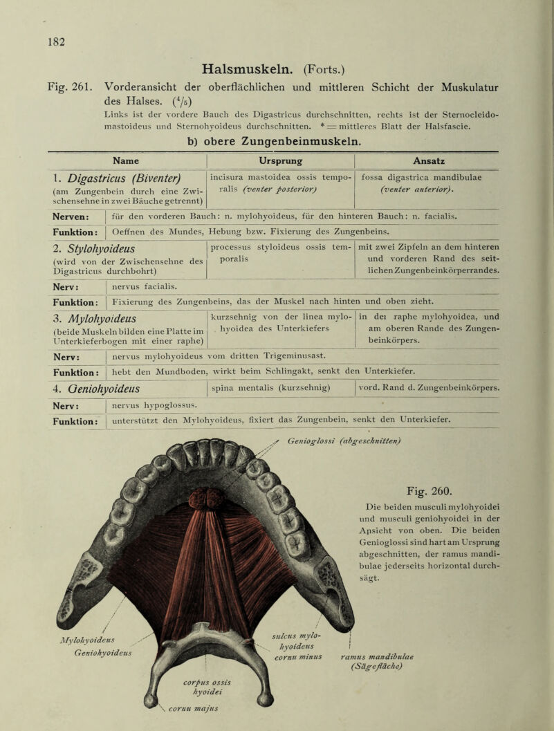Halsmuskeln. (Forts.) Fig. 261. Vorderansicht der oberflächlichen und mittleren Schicht der Muskulatur des Halses. (4/s) Links ist der vordere Bauch des Digastricus durchschnitten, rechts ist der Sternocleido- mastoideus und Sternohyoideus durchschnitten. * = mittleres Blatt der Halsfascie. b) obere Zungenbeinmuskeln. Name Ursprung Ansatz 1. Digastricus (Biventer) (am Zungenbein durch eine Zwi- schensehne in zwei Bäuche getrennt) incisura mastoidea ossis tempo- ralis (venter posterior) fossa digastrica mandibulae (venter anterior). Nerven: für den vorderen Bauch: n. mylohyoideus, für den hinteren Bauch: n. facialis. Funktion: Oeffnen des Mundes, Hebung bzw. Fixierung des Zungenbeins. 2. Stylohyoideus (wird von der Zwischensehne des Digastricus durchbohrt) processus styloideus ossis tem- poralis mit zwei Zipfeln an dem hinteren und vorderen Rand des seit- lichen Zungenbeinkörperrandes. Nerv: nervus facialis. Funktion: Fixierung des Zungenbeins, das der Muskel nach hinten und oben zieht. 3. Mylohyoideus (beide Muskeln bilden eine Platte im Unterkieferbogen mit einer raphe) kurzsehnig von der linea mylo- hyoidea des Unterkiefers in dei raphe mylohyoidea, und am oberen Rande des Zungen- beinkörpers. Nerv: nervus mylohyoideus vom dritten Trigeminusast. Funktion: hebt den Mundboden, wirkt beim Schlingakt, senkt den Unterkiefer. 4. Oeniohyoideus spina mentalis (kurzsehnig) vord. Rand d. Zungenbeinkörpers. Nerv: nervus hypoglossus. Funktion: unterstützt den Mylohyoideus, fixiert das Zungenbein, senkt den Unterkiefer. Genioglossi (abgeschnitten) Fig. 260. Die beiden musculi mylohyoidei und musculi geniohyoidei in der Ansicht von oben. Die beiden Genioglossi sind hart am Ursprung abgeschnitten, der ramus mandi- bulae jederseits horizontal durch- sägt. ramus mandibulae (Sägefläche) Mylohyoideus Geniohyoidens cornu minus
