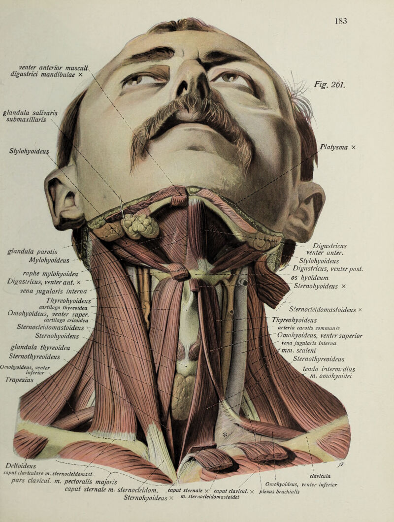 glandula parotis Mylohyoideus - raphe mylohyoidea Digastricus, venter ant. X vena jugularis interna Thyreohyoideus cartilago thyreoidea Omohyoideus, venter super. cartilago cricoidea Sternocleidoniastoideus Stcrnohyoideus glandula thyreoidea Sternothyreoideus Omohyoideus, venter inferior Trapezius Digastricus venter unter. Stylohyoideus Digastricus, venter post, os hyoideum Sternohyoideus x Sternocleidoniastoideus x Thyreohyoideus arteria carotis communis Omohyoideus, venter superior vena jugularis interna mm. scaleni Sternothyreoideus tendo Intermedins m. omohyoidei clavicula Drlfoideus caput claviculnre m. sternocleidomast. pars clavicul. rn. pectoralis majoris / / l Omohyoideus, venter inferior caput sternale rn. sternoclcidom. caput sternale X/ caput clavicul. X plexus brachialis Sternohyoideus X m- sternocleidomastoidei glandula salivaris submaxillaris \ venter anterior musculi digastrici mandibulae x