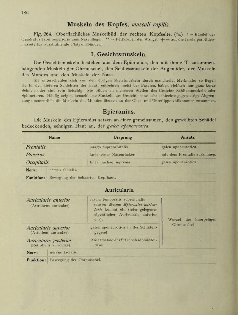 Muskeln des Kopfes, musculi capitis. Fig. 264. Oberflächliches Muskelbild der rechten Kopfseite. (pp) * = Bündel des Quadratus labii superioris zum Nasenflügel. ** = Fettkörper der Wange. + = auf die fascia parotideo- masseterica ausstrahlende Platysmabündel. I. Gesichtsmuskeln. Die Gesichtsmuskeln bestehen aus dem Epicranius, den mit ihm z.T. zusammen- hängenden Muskeln der Ohrmuschel, den Schliessmuskeln der Augenlider, den Muskeln des Mundes und den Muskeln der Nase. Sie unterscheiden sich von den übrigen Skeletmuskeln durch mancherlei Merkmale; so liegen sie in den tieferen Schichten der Haut, entbehren meist der Fascien, haben vielfach nur ganz kurze Sehnen oder sind rein fleischig. Sie bilden an mehreren Stellen des Gesichts Schliessmuskeln oder Sphincteren. Häufig zeigen benachbarte Muskeln des Gesichts eine sehr schlechte gegenseitige Abgren- zung; namentlich die Muskeln des Mundes fliessen an der Ober- und Unterlippe vollkommen zusammen. Epicranius. Die Muskeln des Epicranius setzen an einer gemeinsamen, den gewölbten Schädel bedeckenden, sehnigen Flaut an, der galea aponeuroticci. Name Ursprung Ansatz Frontalis margo supraorbitalis galea aponeurotica. Procerus knöcherner Nasenrücken mit dem Frontalis zusammen. Occipitalis linea nuchae suprema galea aponeurotica. Nerv: 1 nervus facialis. Funktion:' Bewegung der behaarten Kopfhaut. Auricularis. Auricularis anterior (Attrahens auriculae) fascia temporalis superficialis (ausser diesem Epicranius auricu- laris kommt ein tiefer gelegener eigentlicher Auricularis anterior vor). ' Wurzel der knorpeligen Ohrmuschel Auricularis superior (Attollens auriculae) galea aponeurotica in der Schläfen- gegend Auricularis posterior (Retrahens auriculae) Ansatzsehne des Sternocleidomastoi- deus Nerv: nervus facialis. Funktion: j Bewegung der Ohrmuschel.