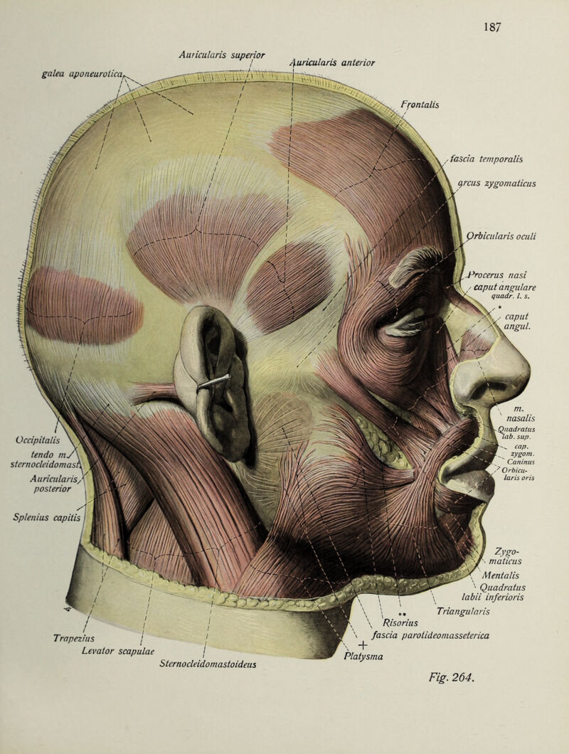galea aponeurolica.! Ffontalis fascia temporalis c^rcus zygomaticus Qrbicularis oculi .Procerus nasi quadr. I. s. nasalis hiadratus L lab. sup. cap. zygom. ' Caninus S Orbicu- laris oris Üccipitalis \ , tendo m.y\ sternocleidomast Auricularis, posterior Splenius capitis '■/i ■ ?ygo- flBK y tnaticus . - Mentalis ' * > Quadratus \ labii inferioris \ \ ' ' Triangu/aris \ Risorius fascia parolideomasseterica Trapez ins Levator scapulae