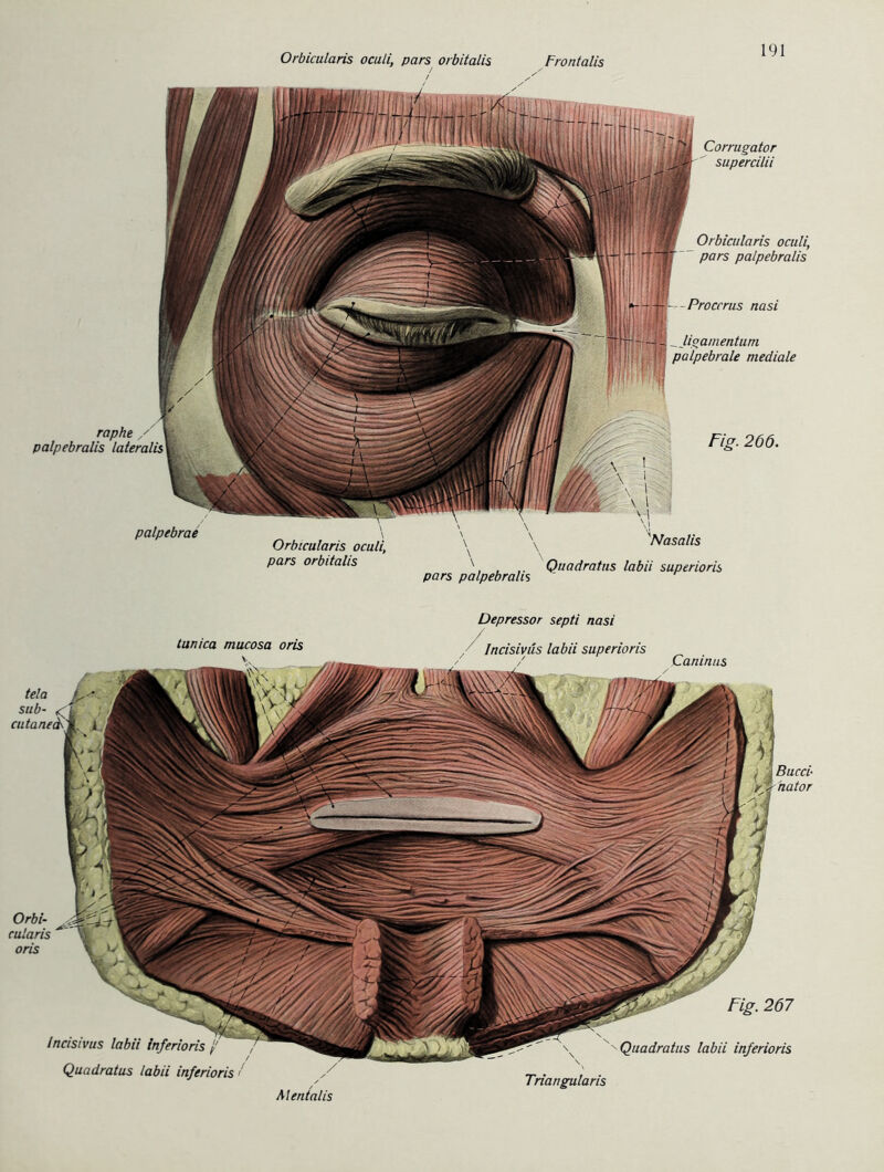 Corrugator supercilii Orbicitlaris oculi, pars palpebralis raphe palpebralis lateralis palpebrae Orbicularis oculi, pars orbitalis Orbicularis oculi, pars orbitalis Proccrus nasi Ugamentum palpebrale mediale \ \ 'Nasalis \ \ ', Quadratus labii superioris pars palpebralis Fig. 266. Depressor septi nasi tunica mucosa oris /ncisivus labii inferioris Quadratus labii inferioris < Mentalis Incisivus labii superioris Caninus Bucci- hator Fig. 267 Quadratus labii inferioris Triangularis tela / sub- cu ta ne Orbi- cularis oris